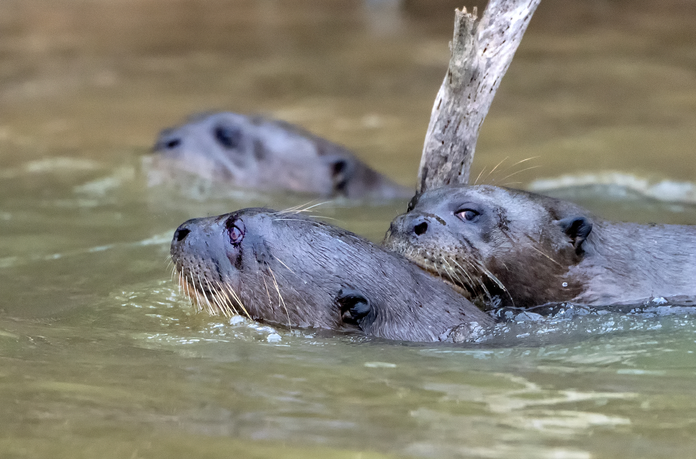 Pantanal 2015 - Lontre giganti