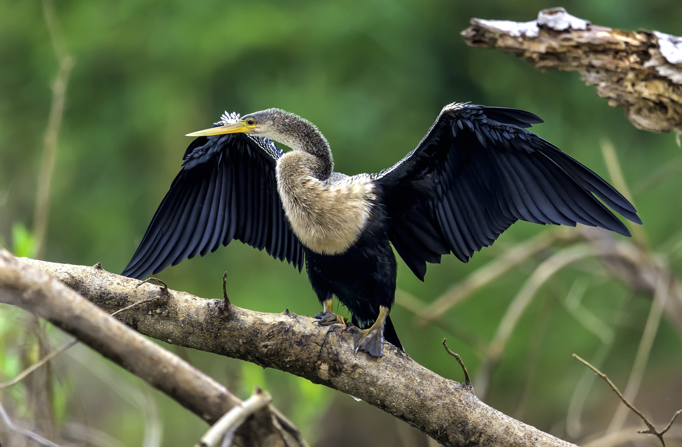 Pantanal 2015 - Aninga