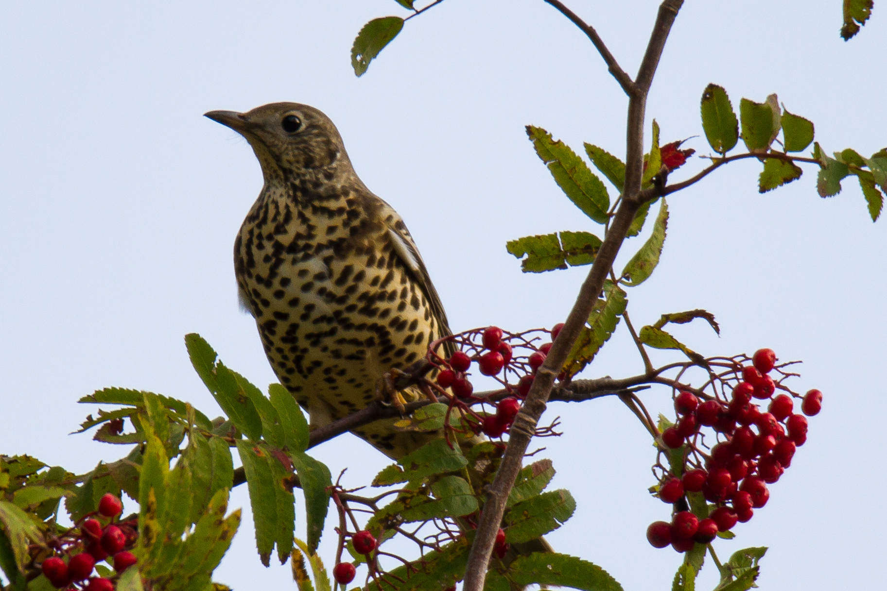 thrush on rowan
