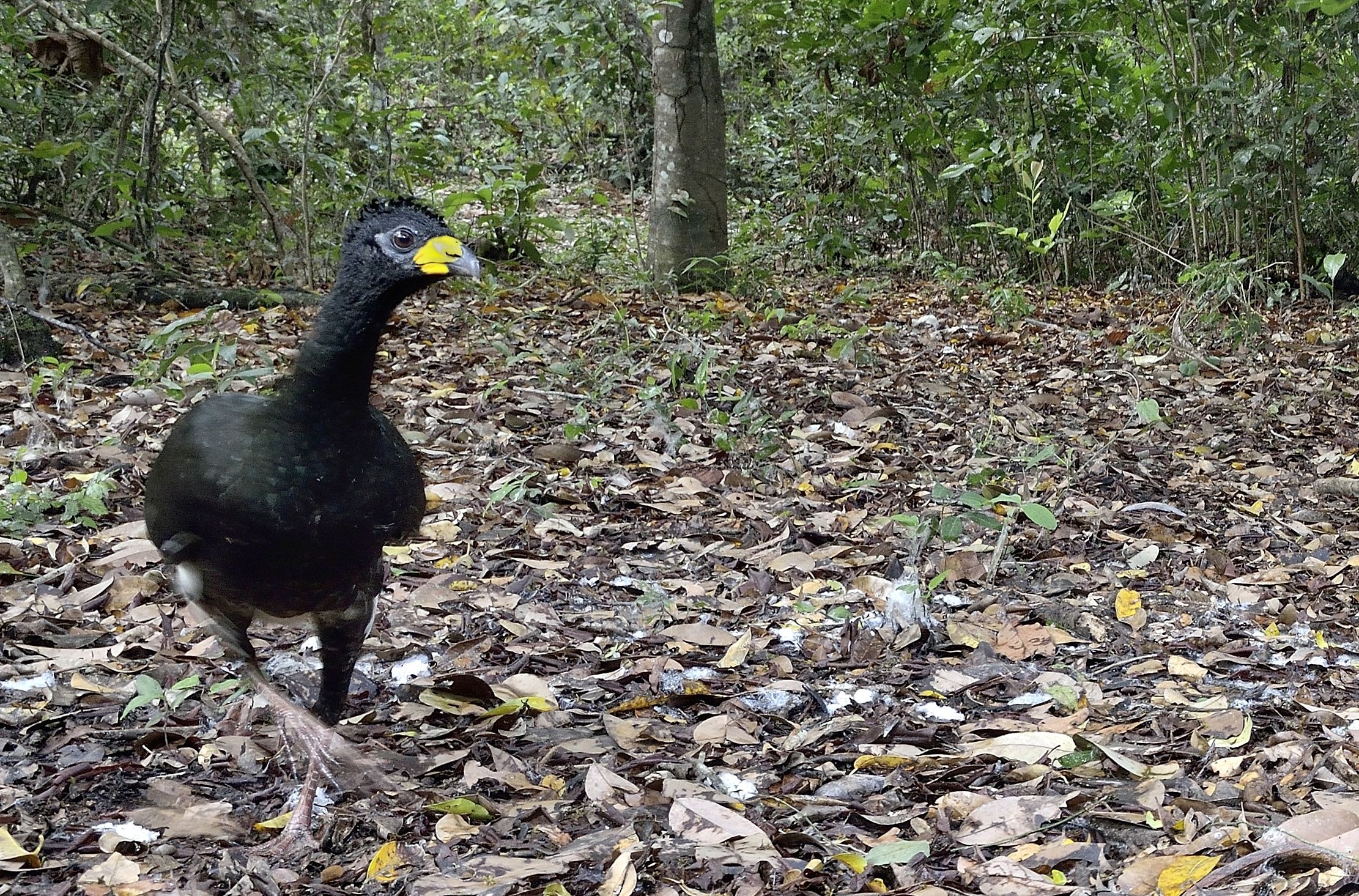 Pantanal 2015 - Bare-faced curassow (Crax fasciolata)