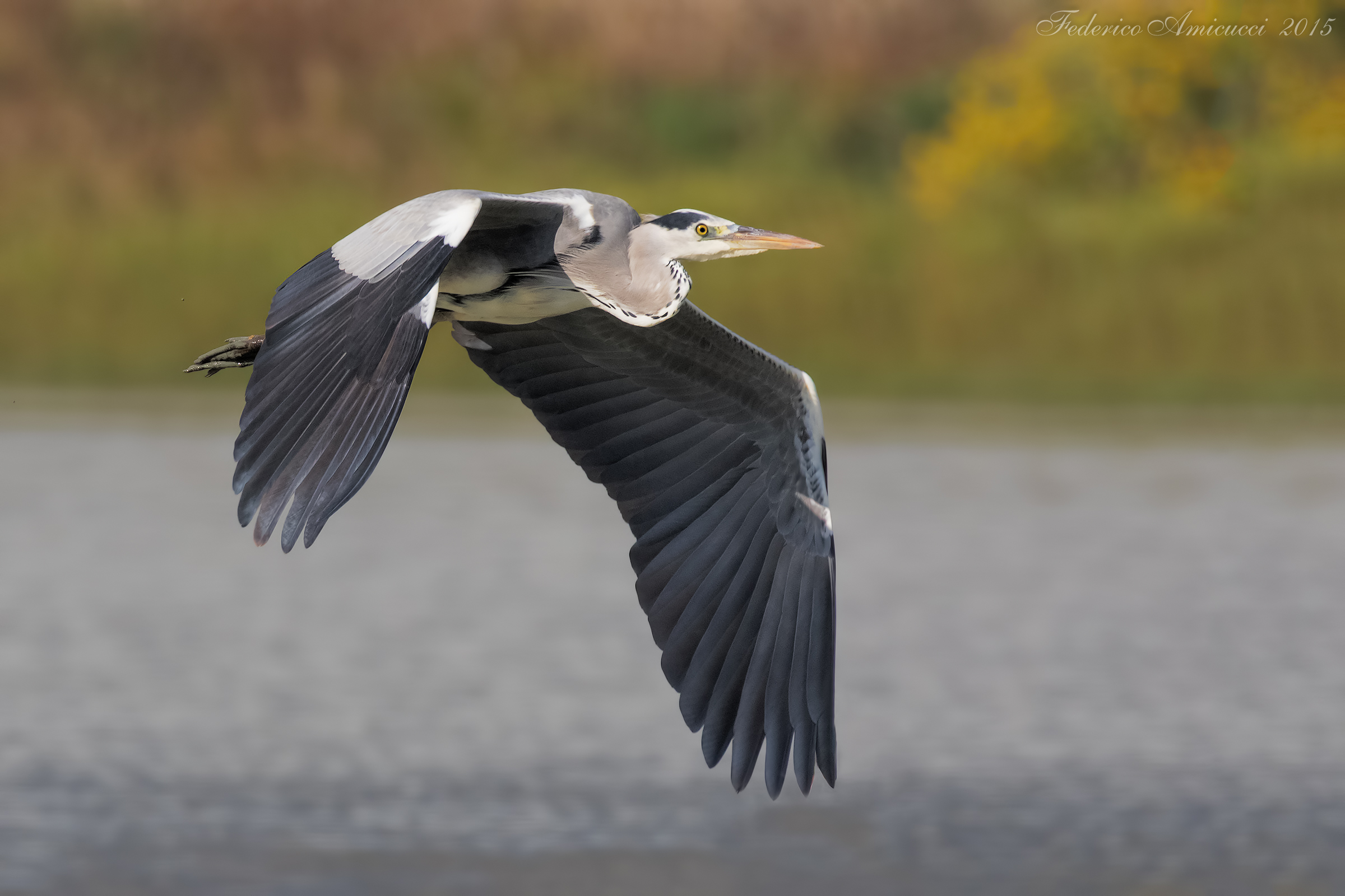 Un semplice Airone Cenerino in volo...