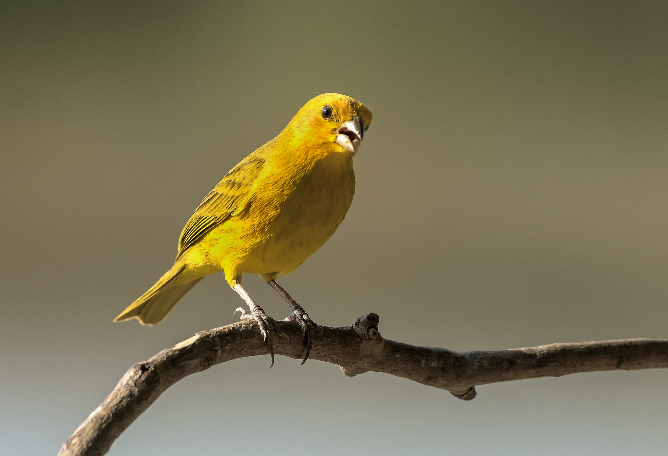 Pantanal 2015 - Fringuello zafferano