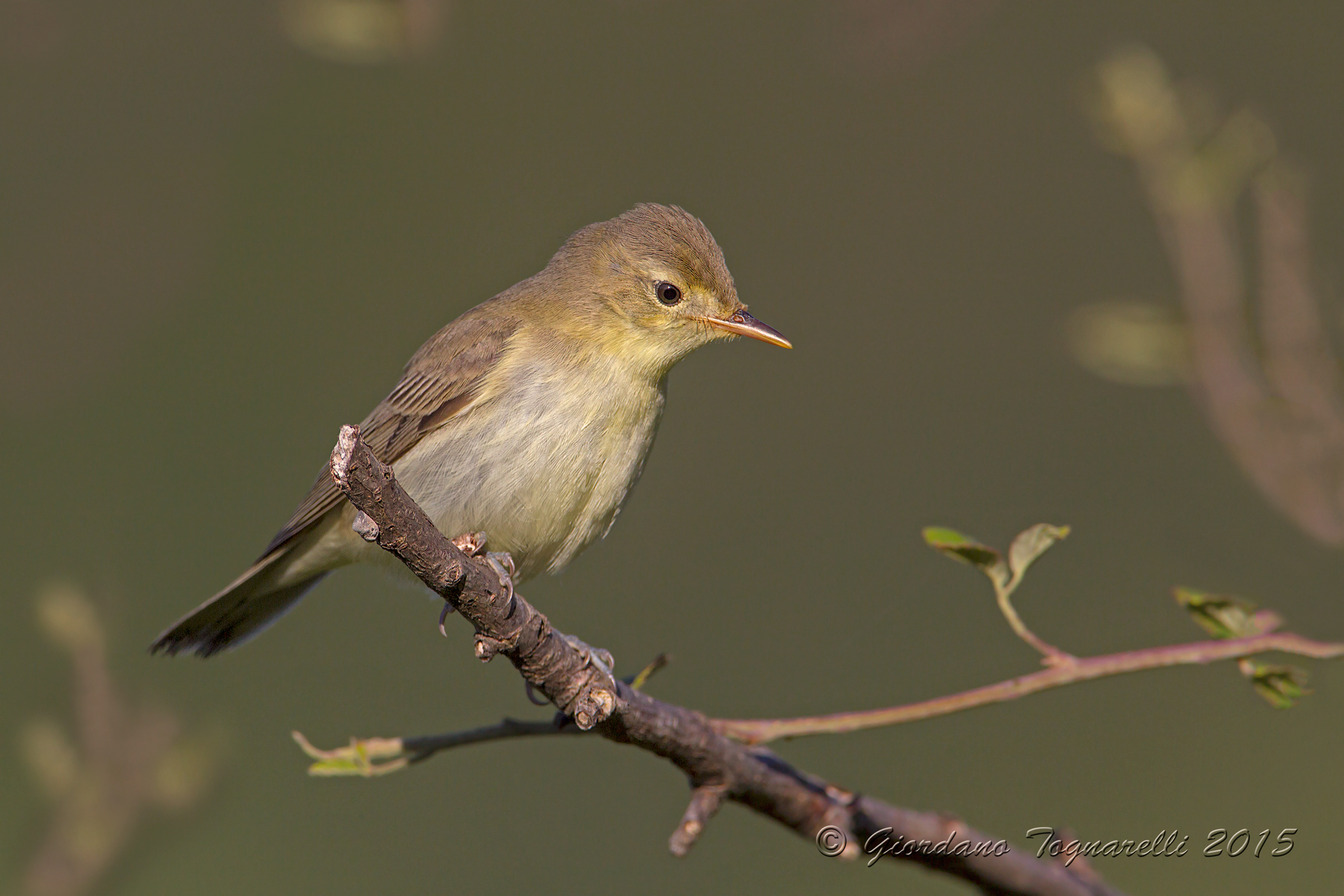 Canapino Juv "immature"