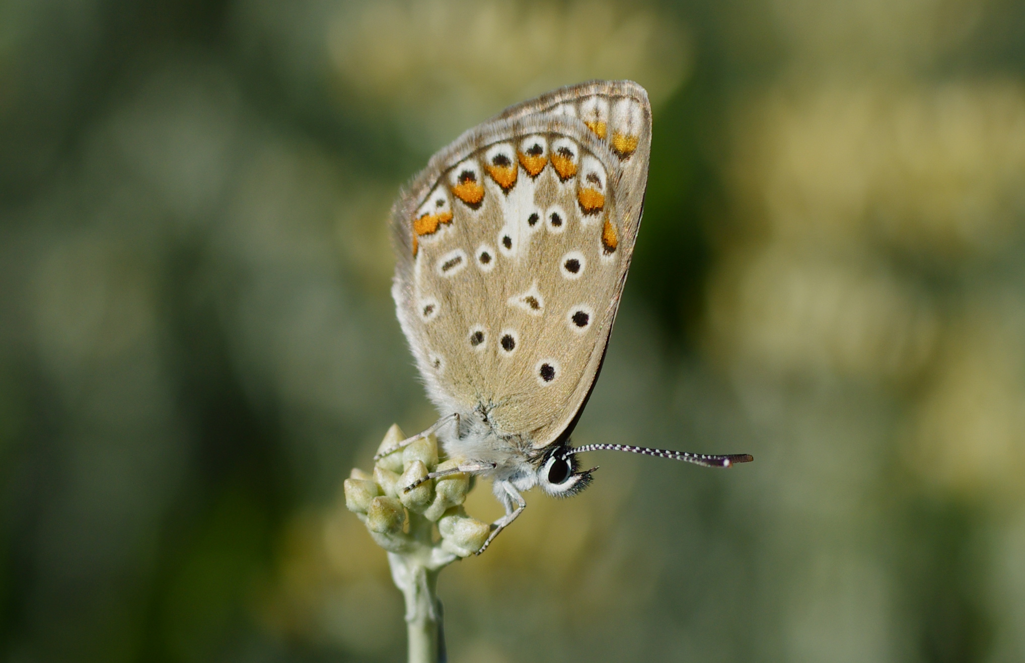 butterfly Sardinian