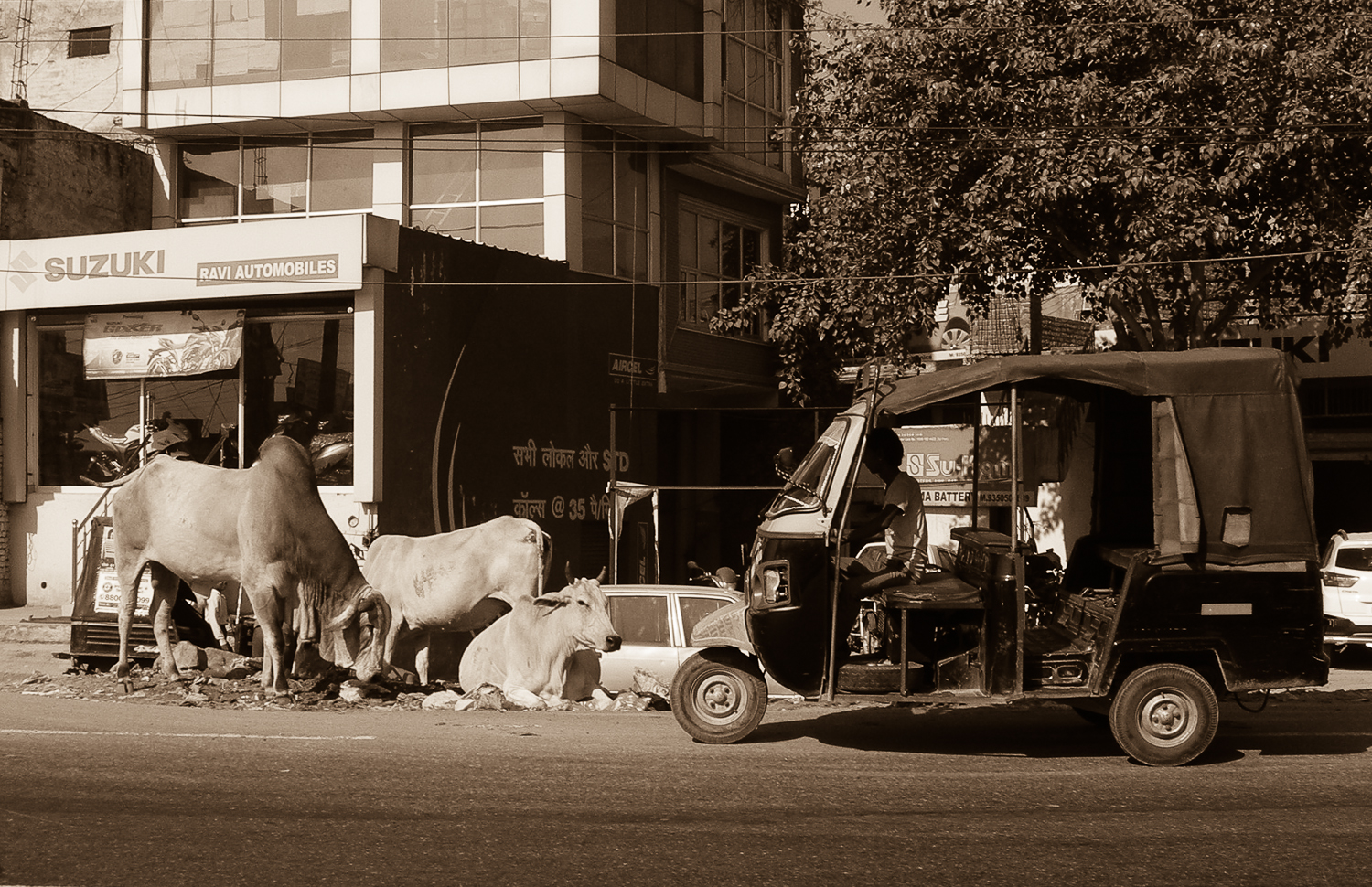 Delhi: sacred animals