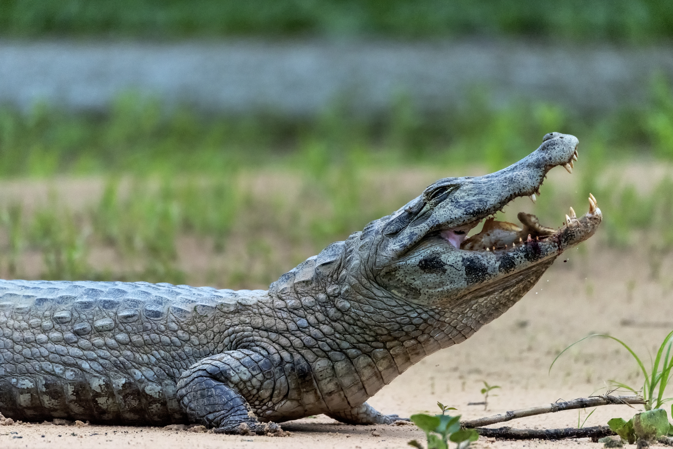 Pantanal 2015 - Caiman