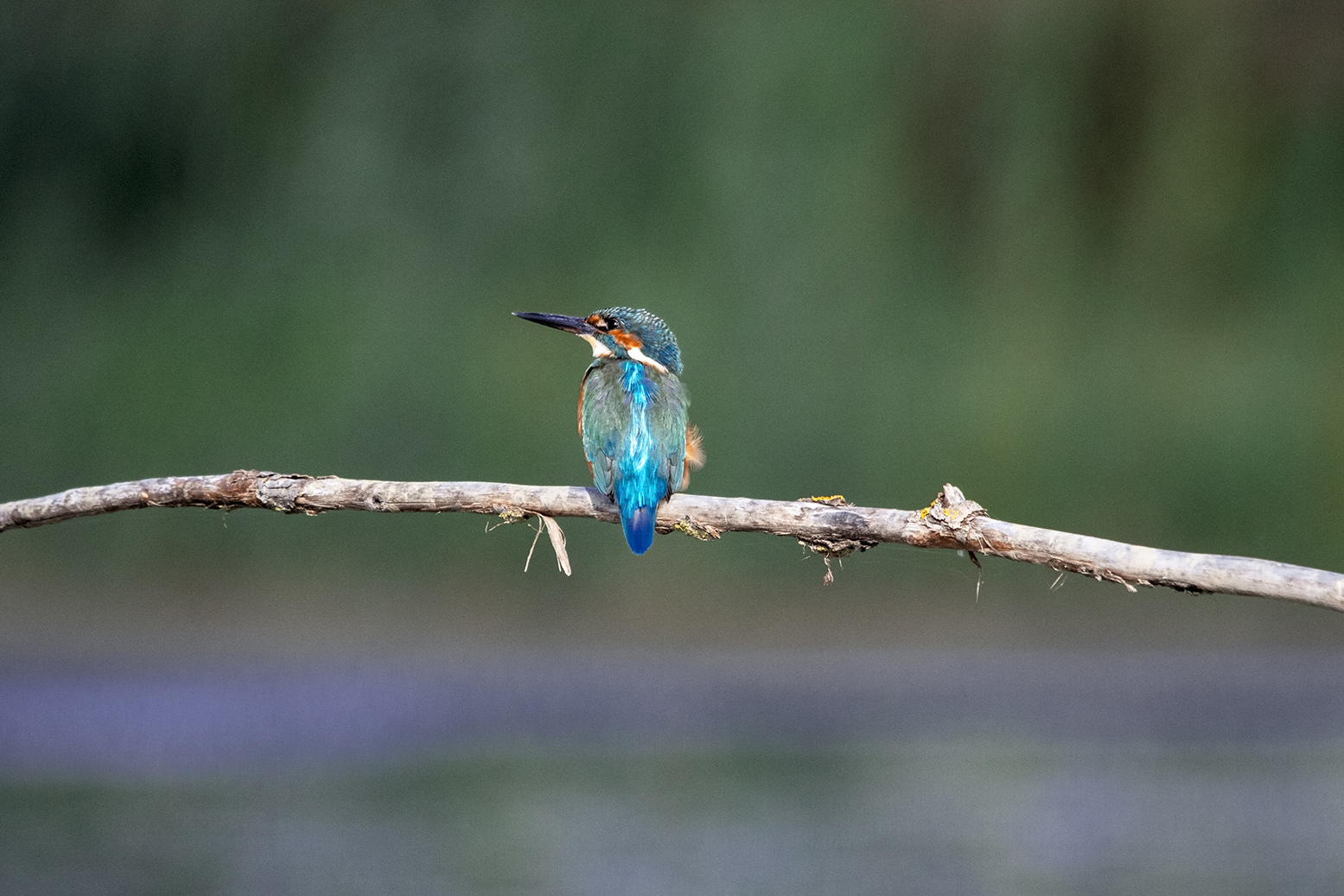 kingfisher