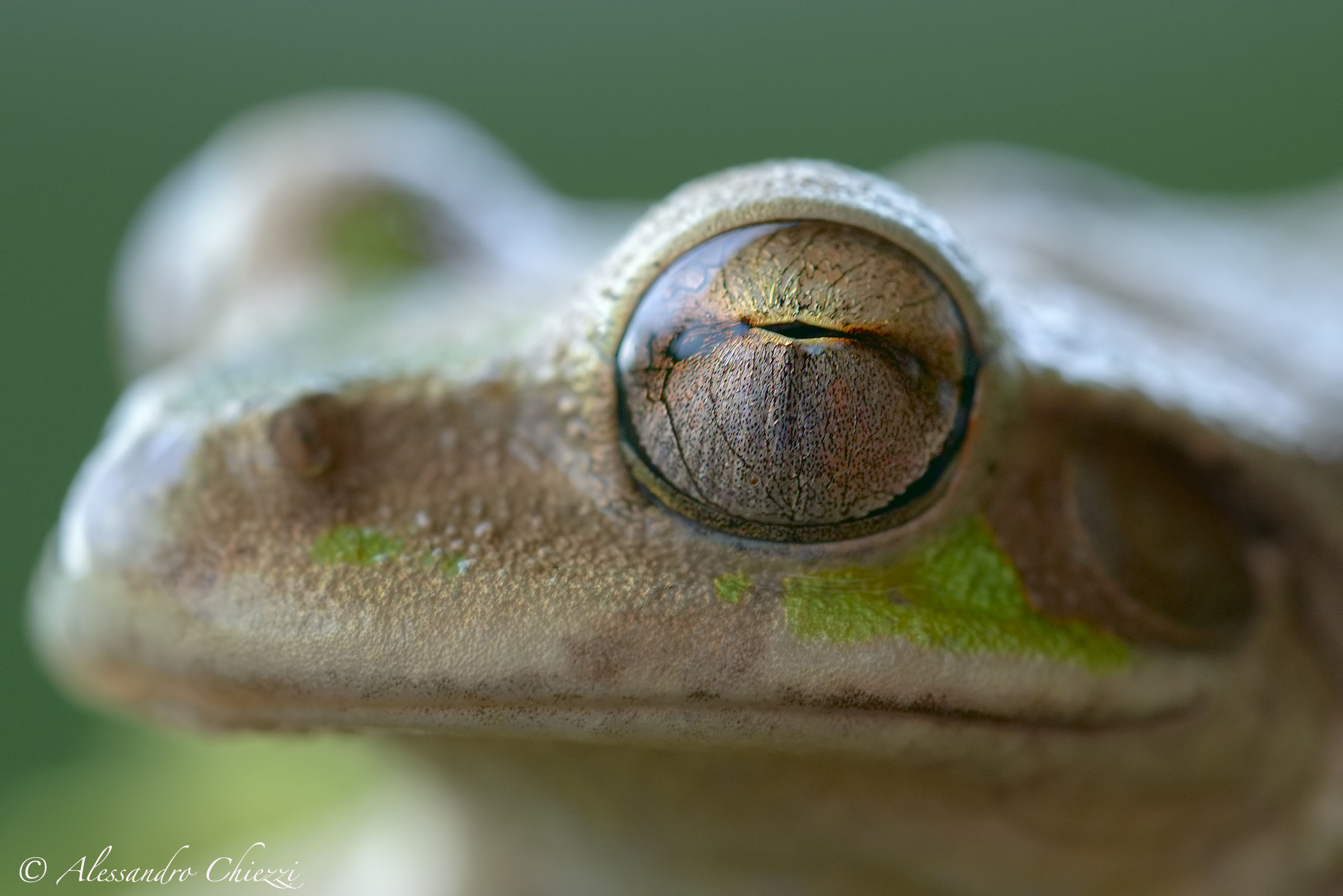 Planet tree frog