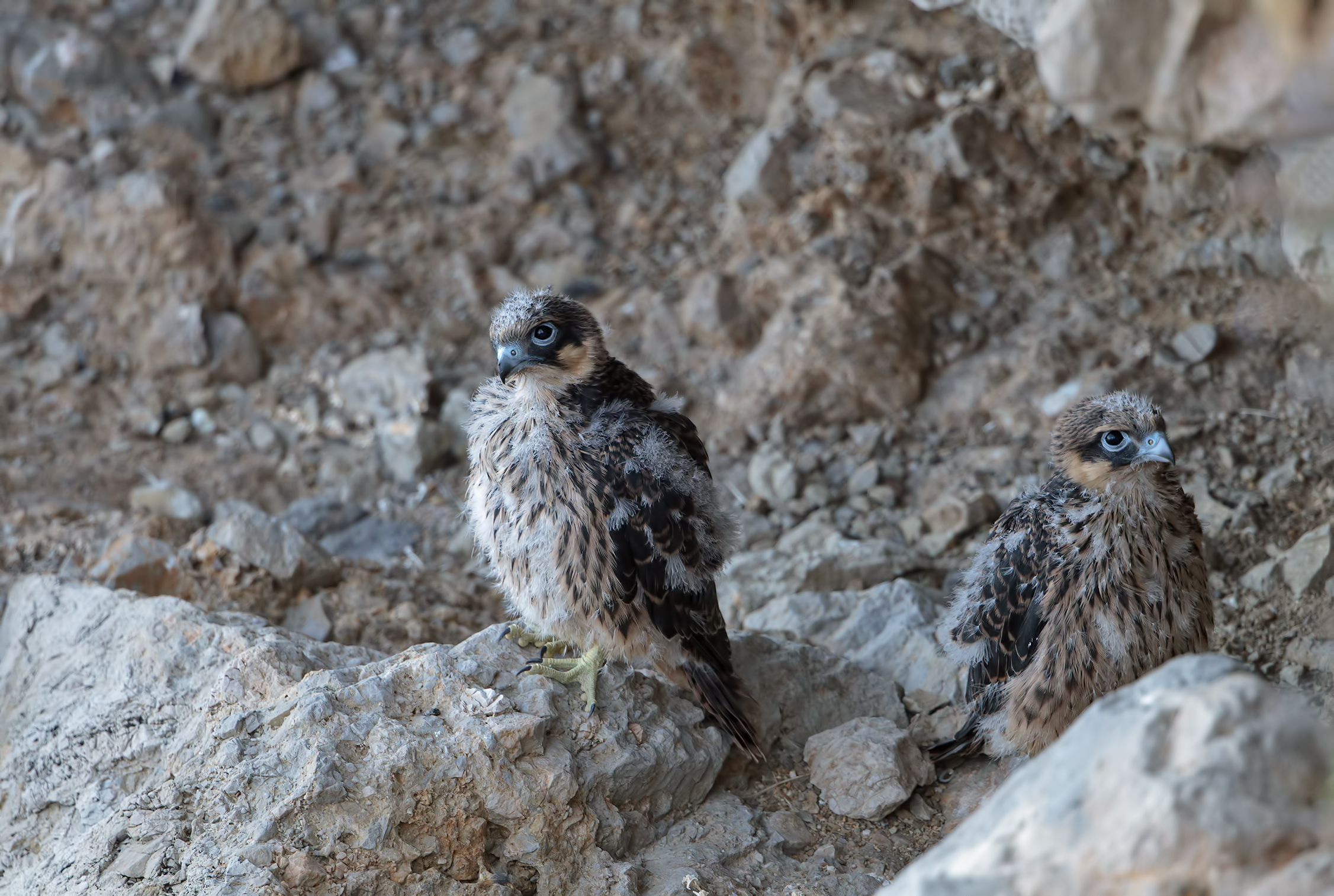 Due giovani Falchi della regina. Dragonera