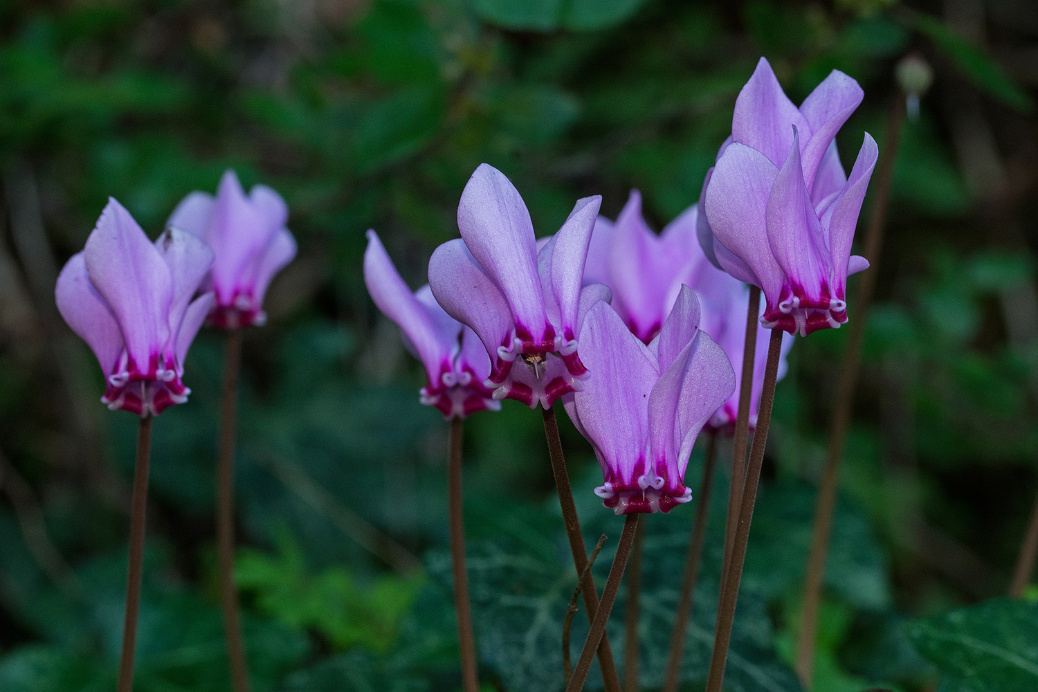 Cyclamen hederifolium