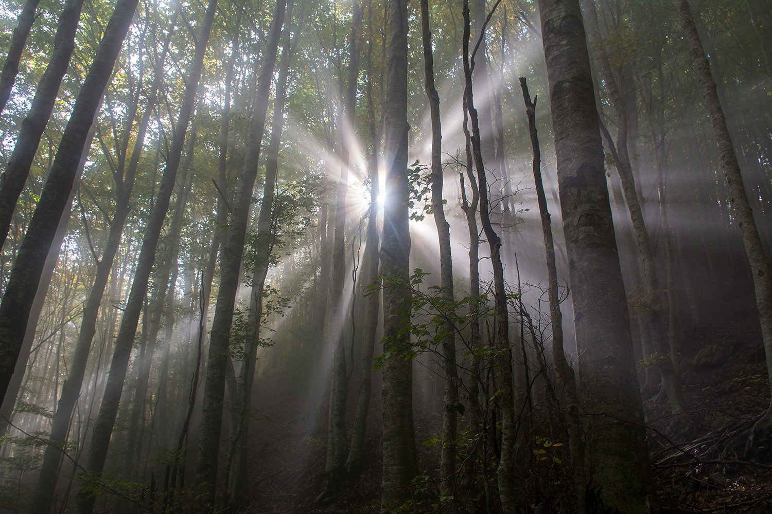 The magic of a beech autumn