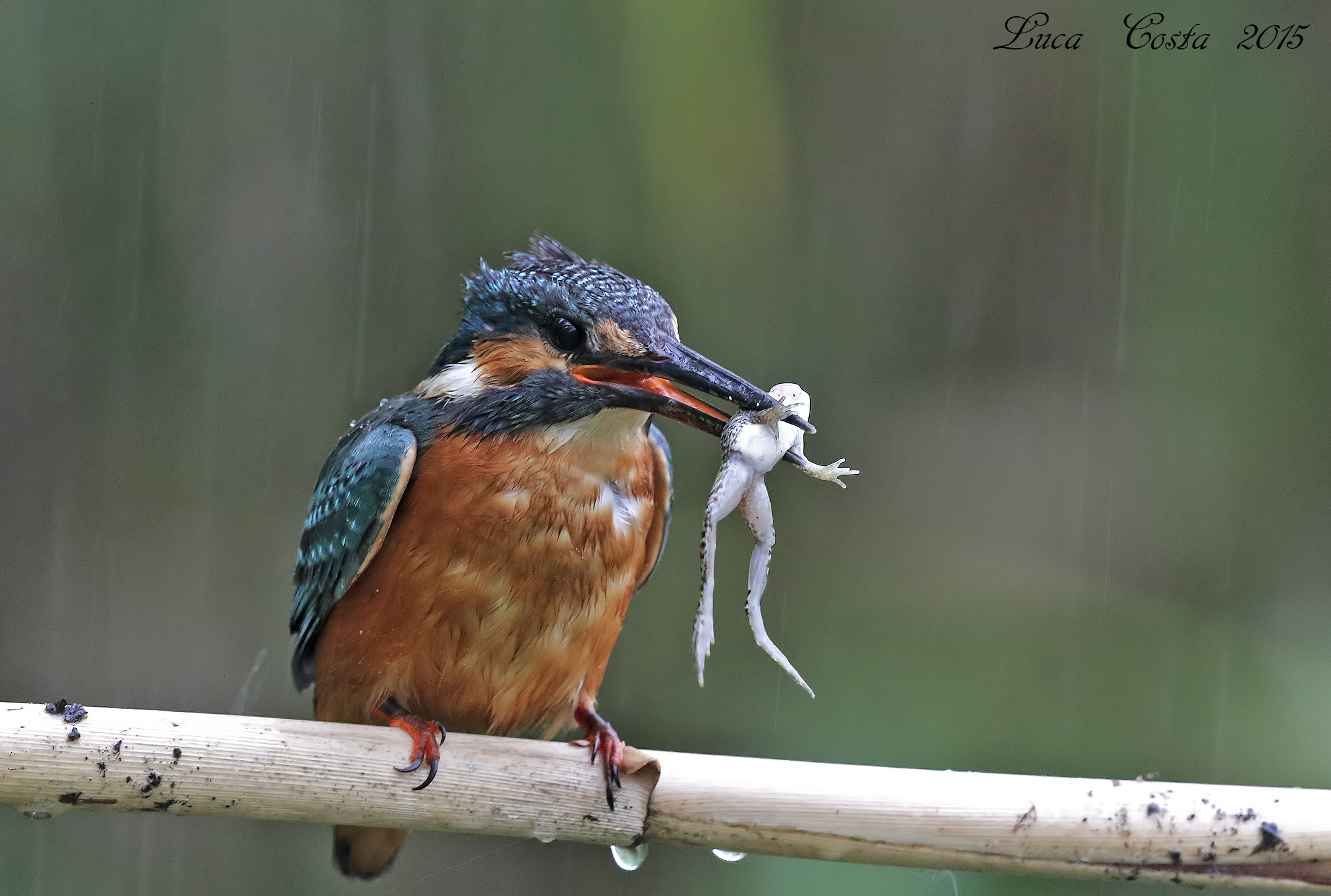 A Martino ..... wet and hungry ..........