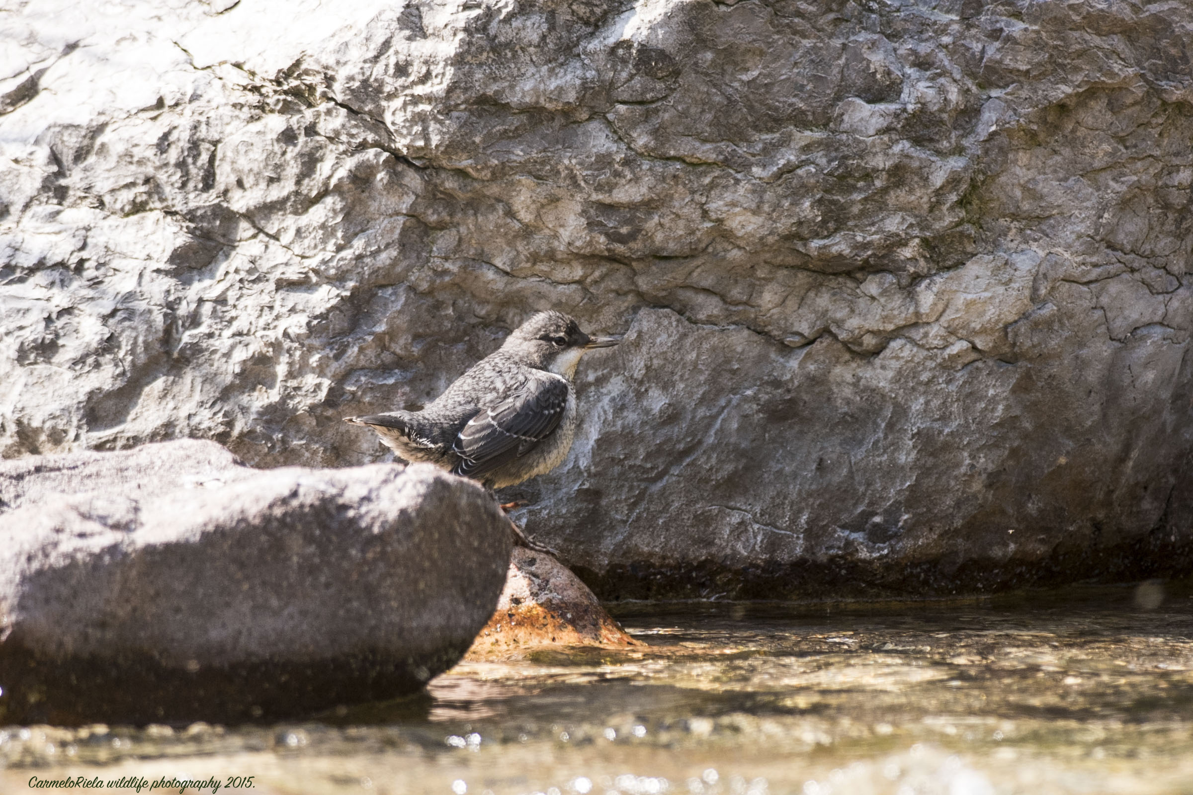 piccolo di merlo acquaiolo.