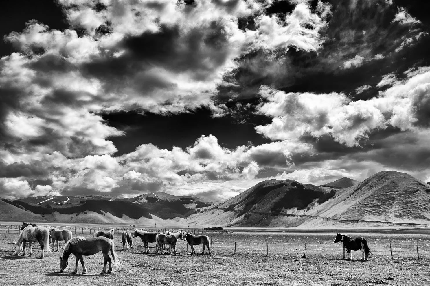 the plain of wild horses