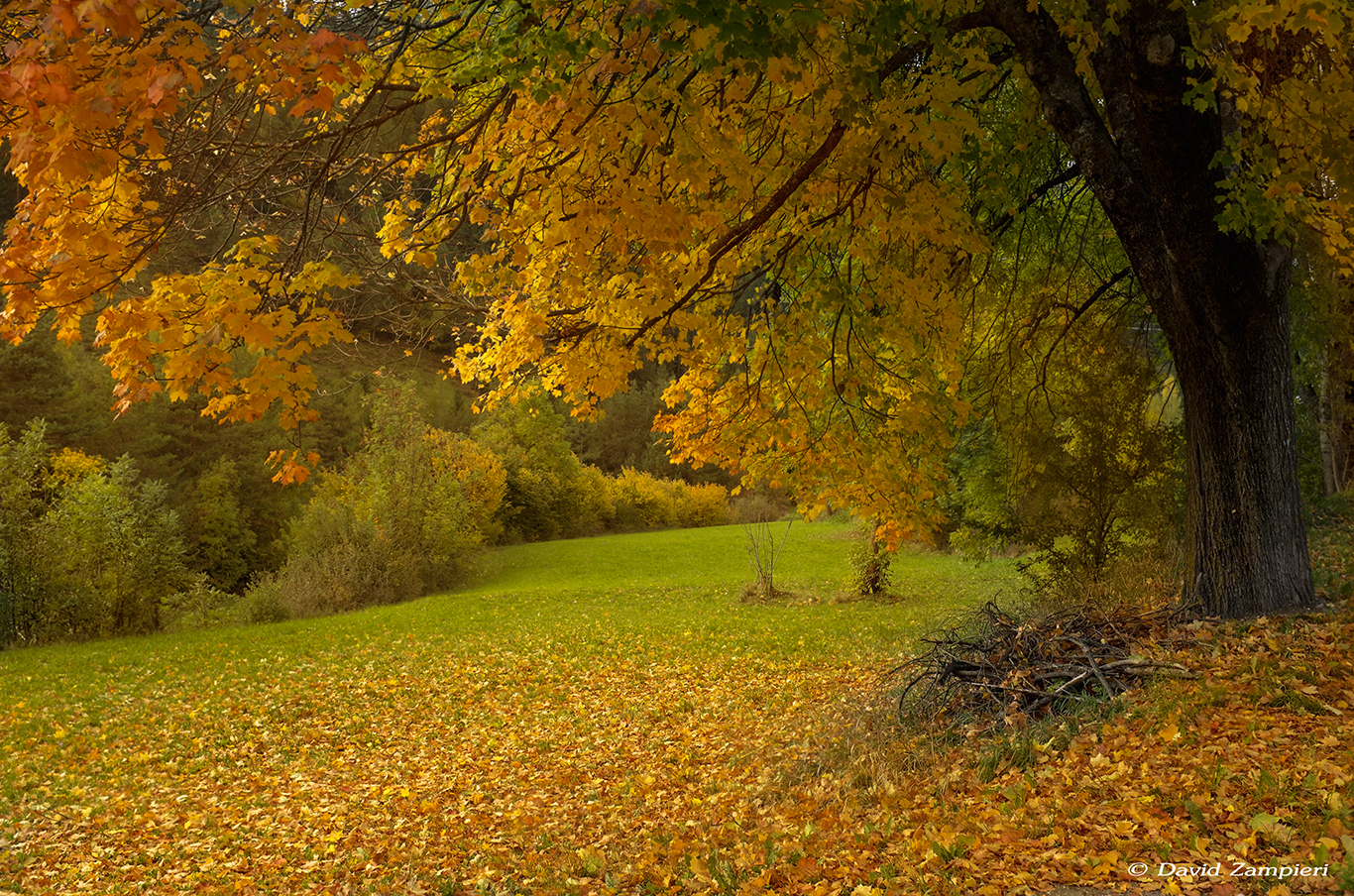 ..when nature becomes poetry ..