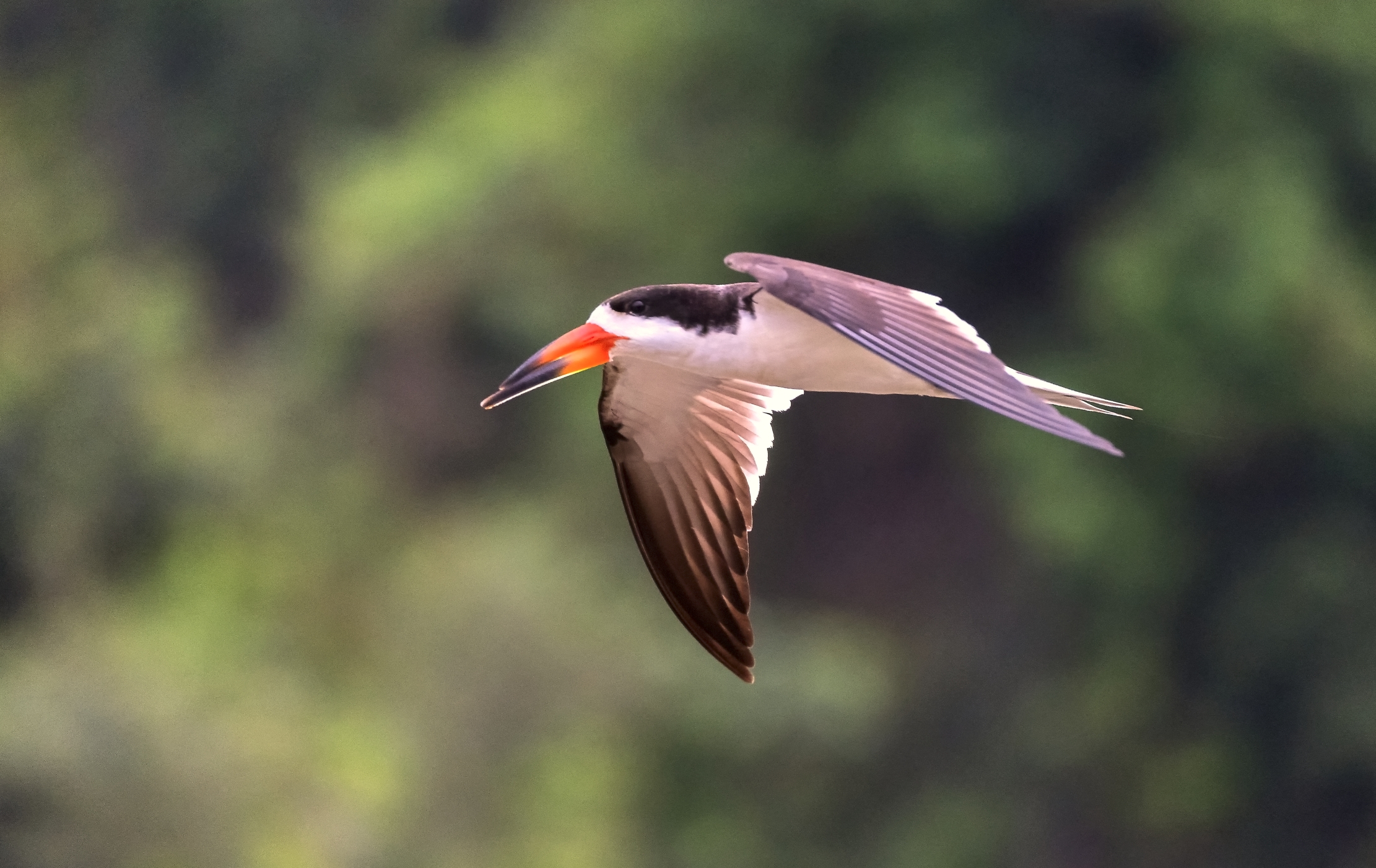 Pantanal 2015 - Skimmer