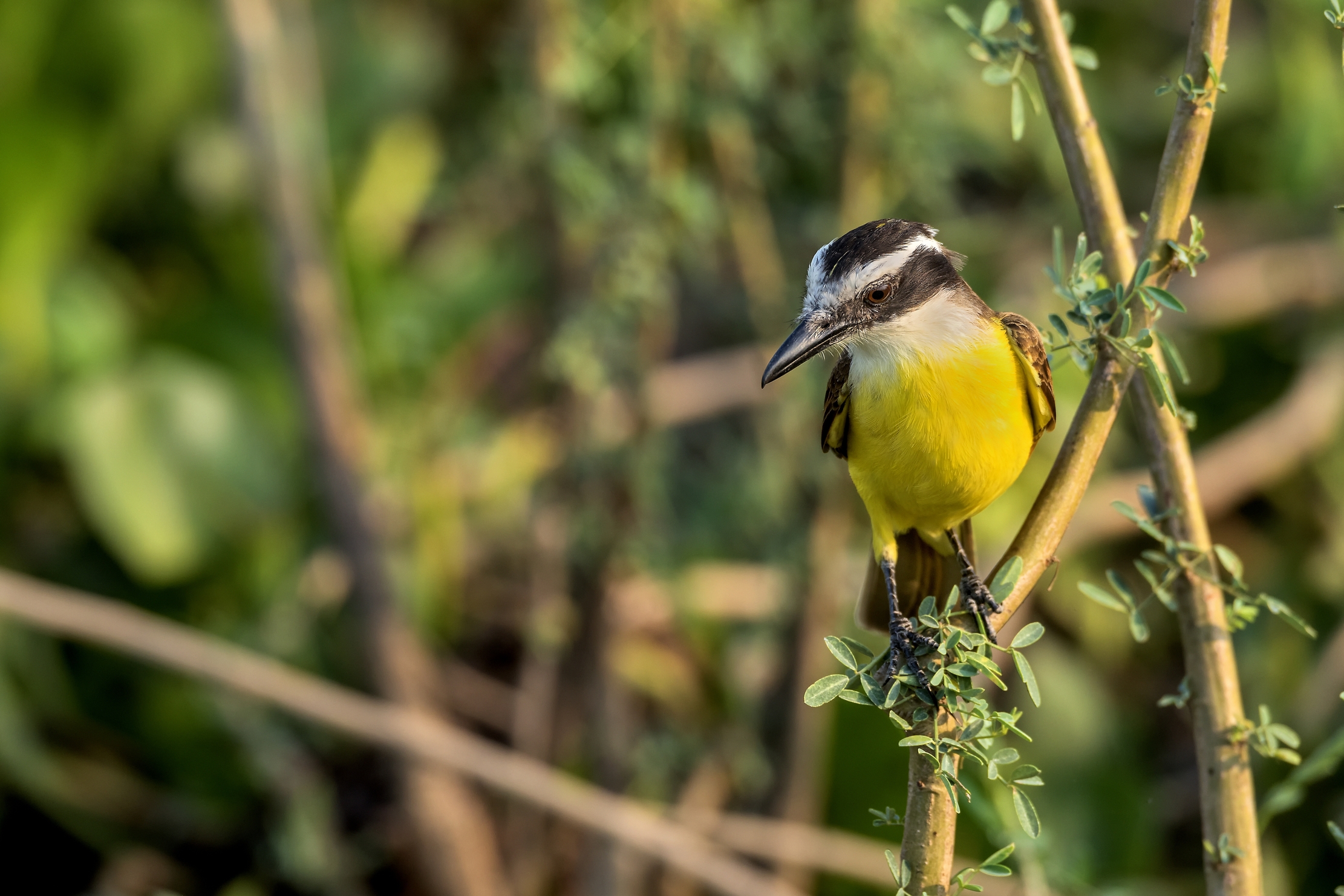 Pantanal 2015 - Pitangus sulphuratus (Grande Kiskadee)