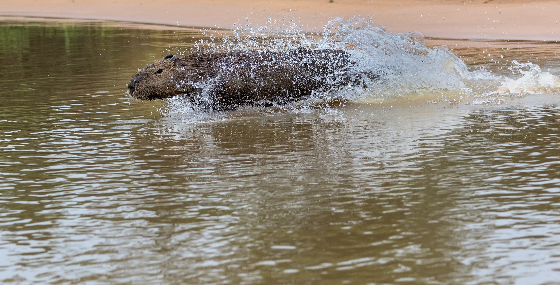 Pantanal 2015 - La fuga del capibara 3