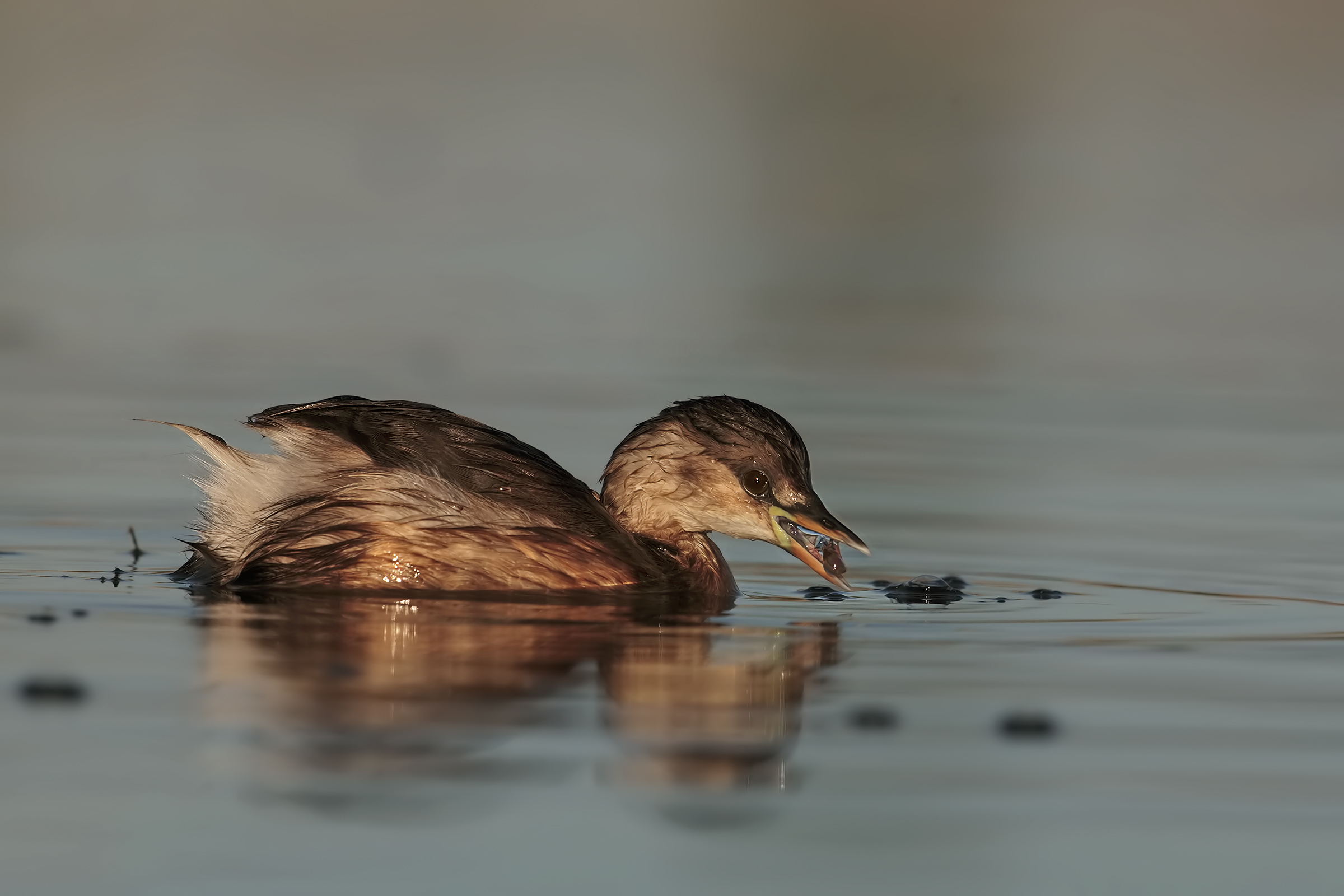 Little Grebe