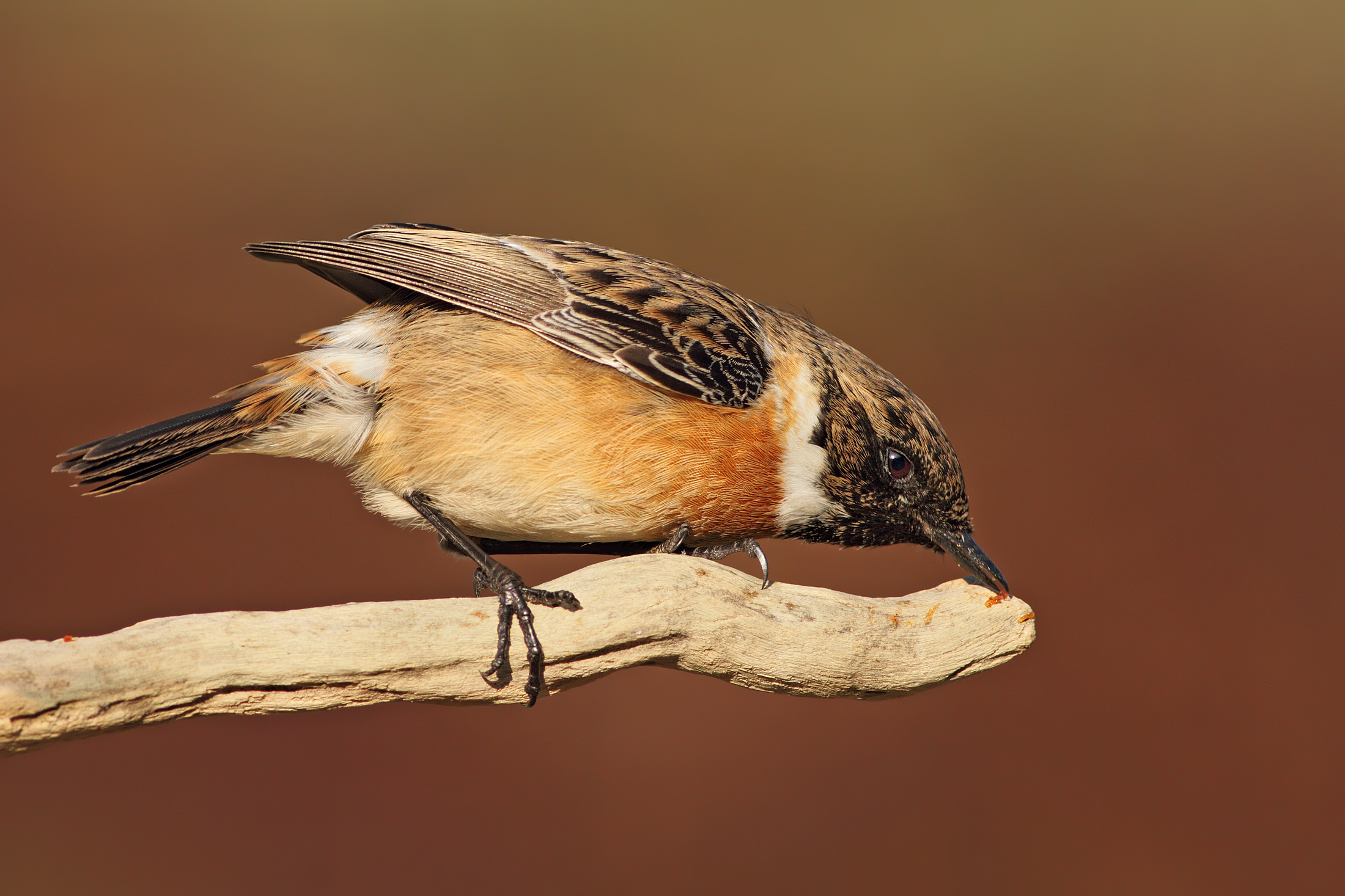 Stonechat hungry ......