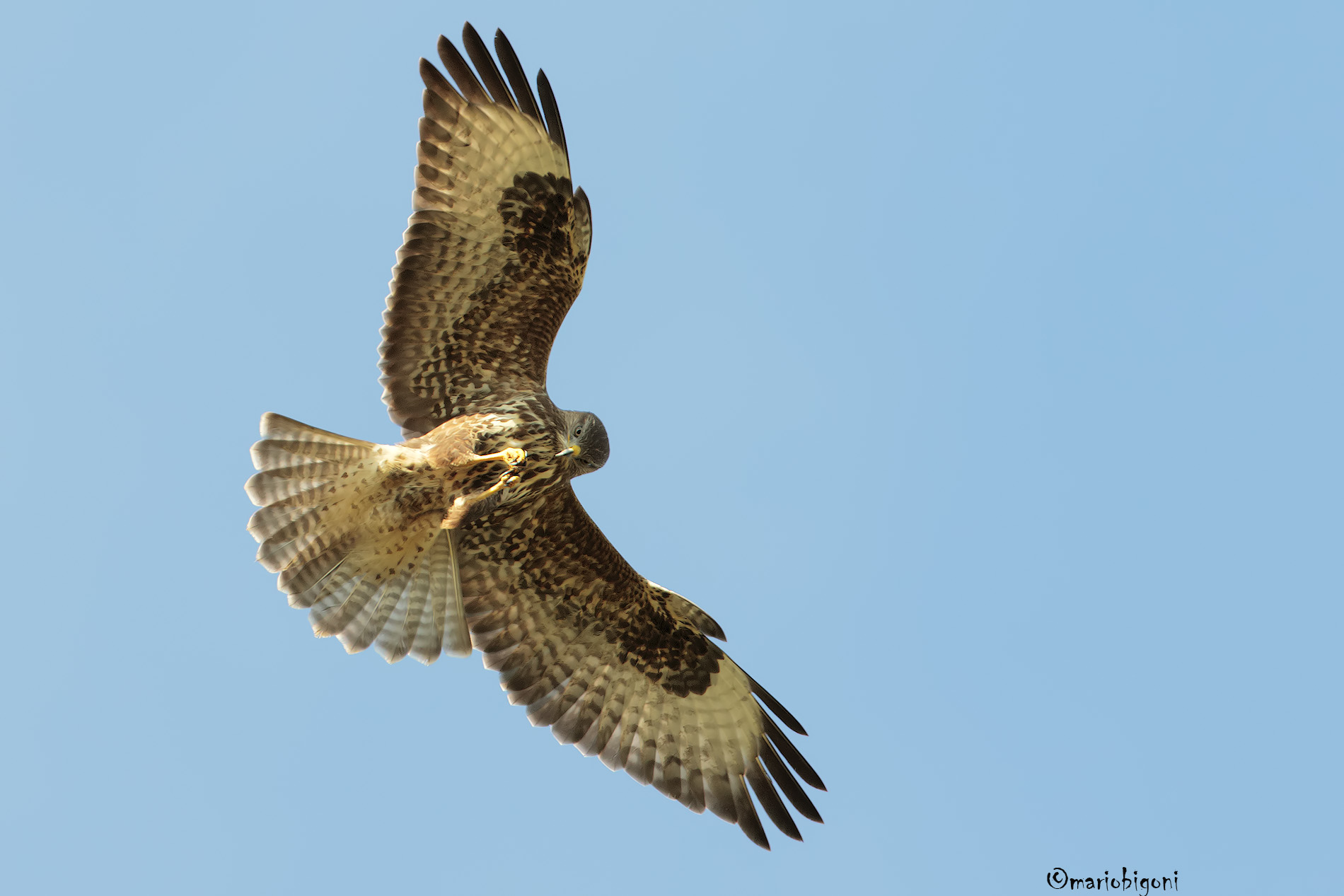 buzzard hunting dragonflies fly