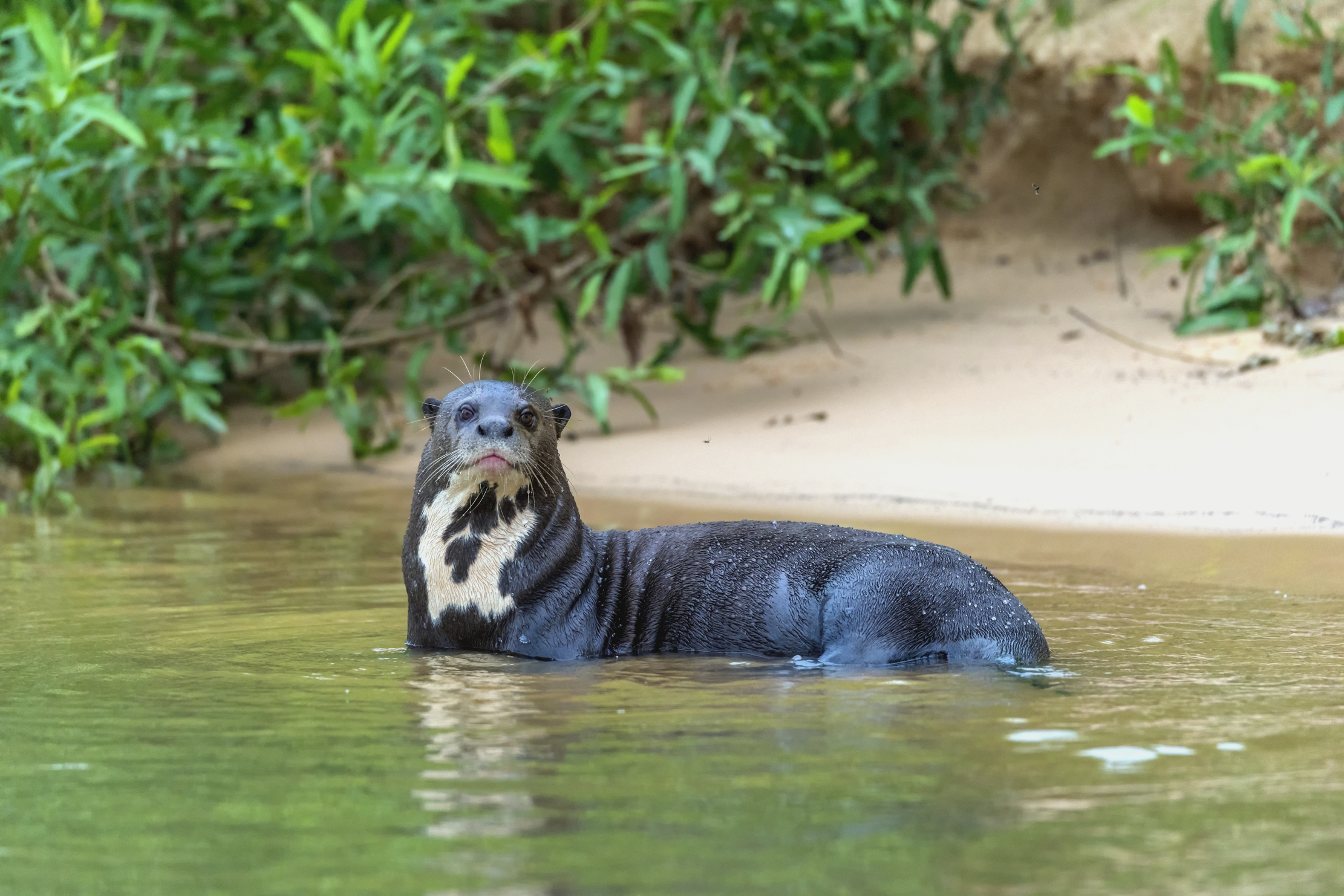 Pantanal 2015 - Lontra gigante