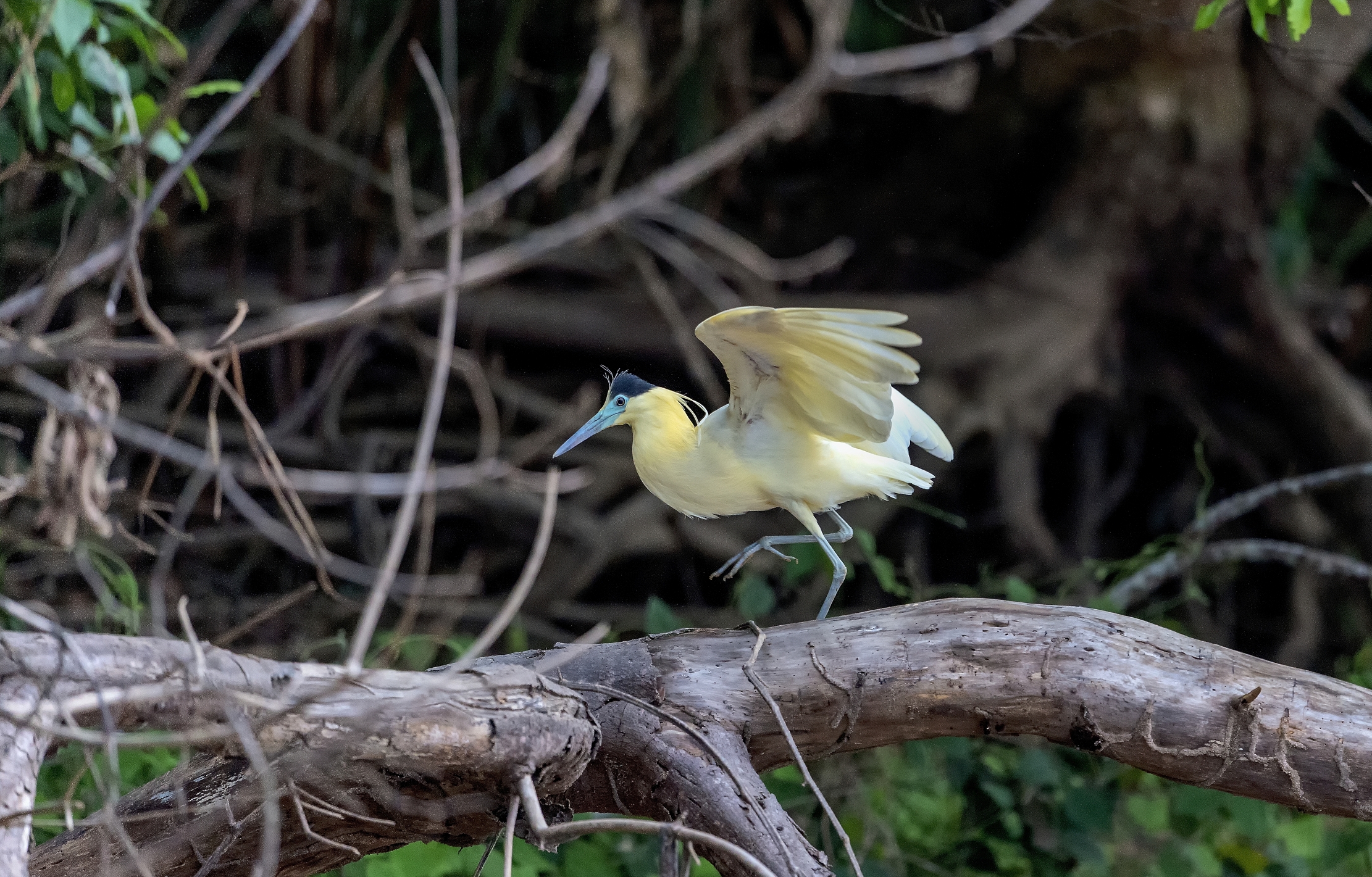 Pantanal 2015 - Airone dal cappuccio