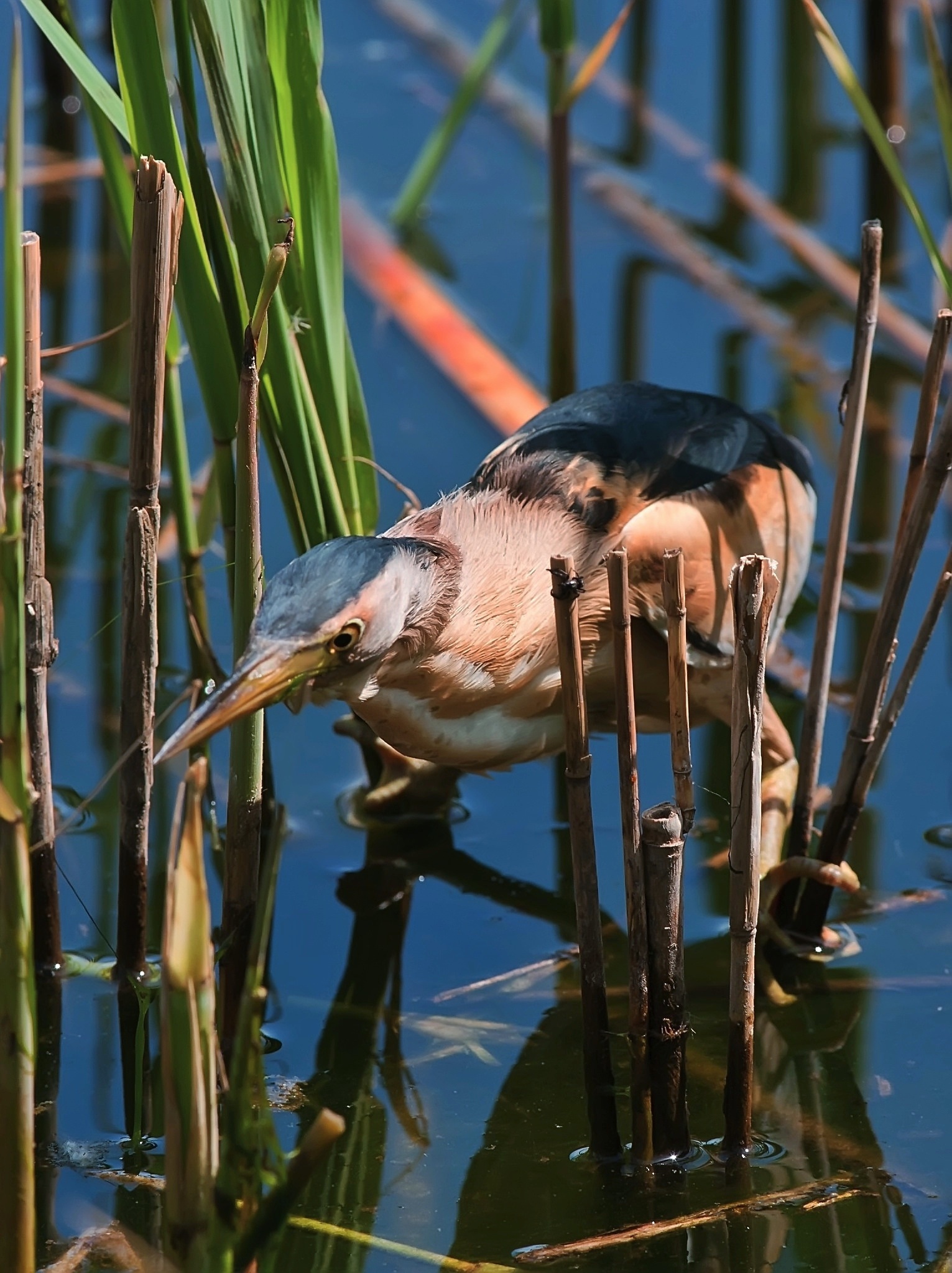 Tarabusino in caccia