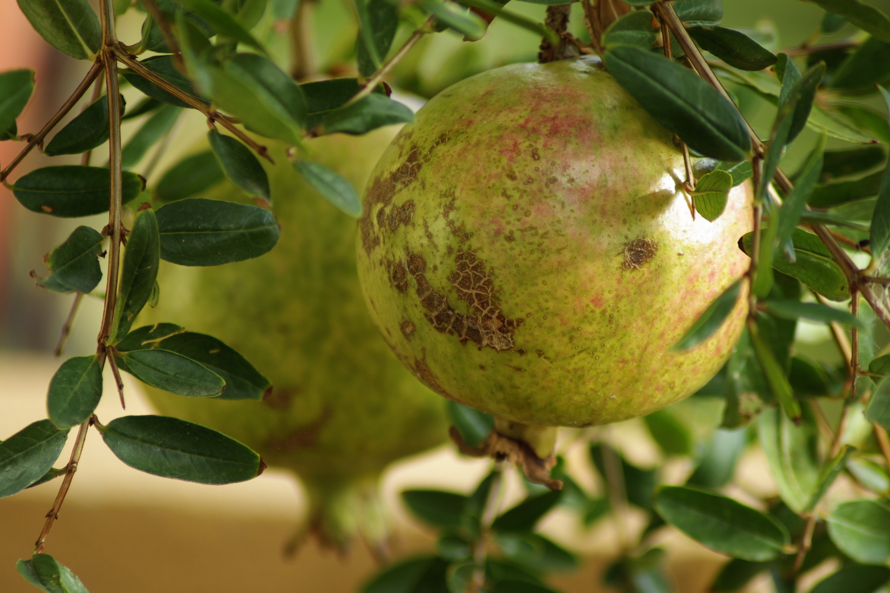 melograni  sul balcone