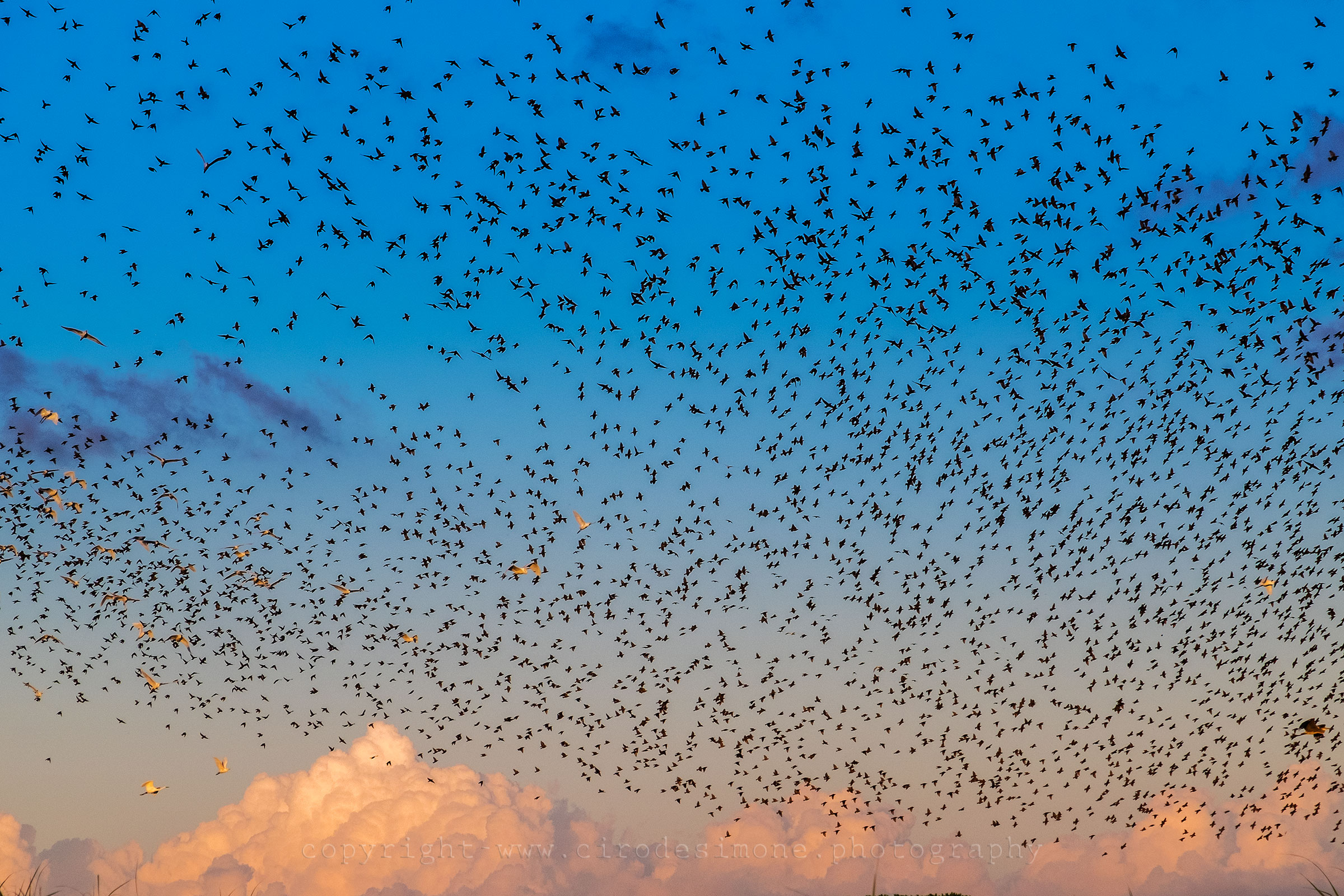 Starlings at sunset