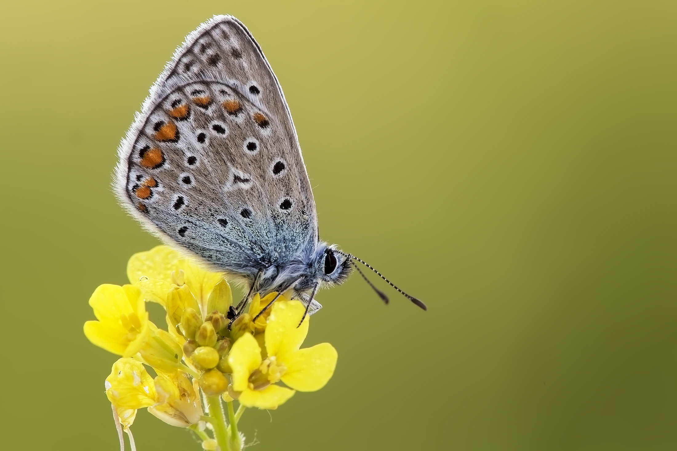 Lycaena hippothae