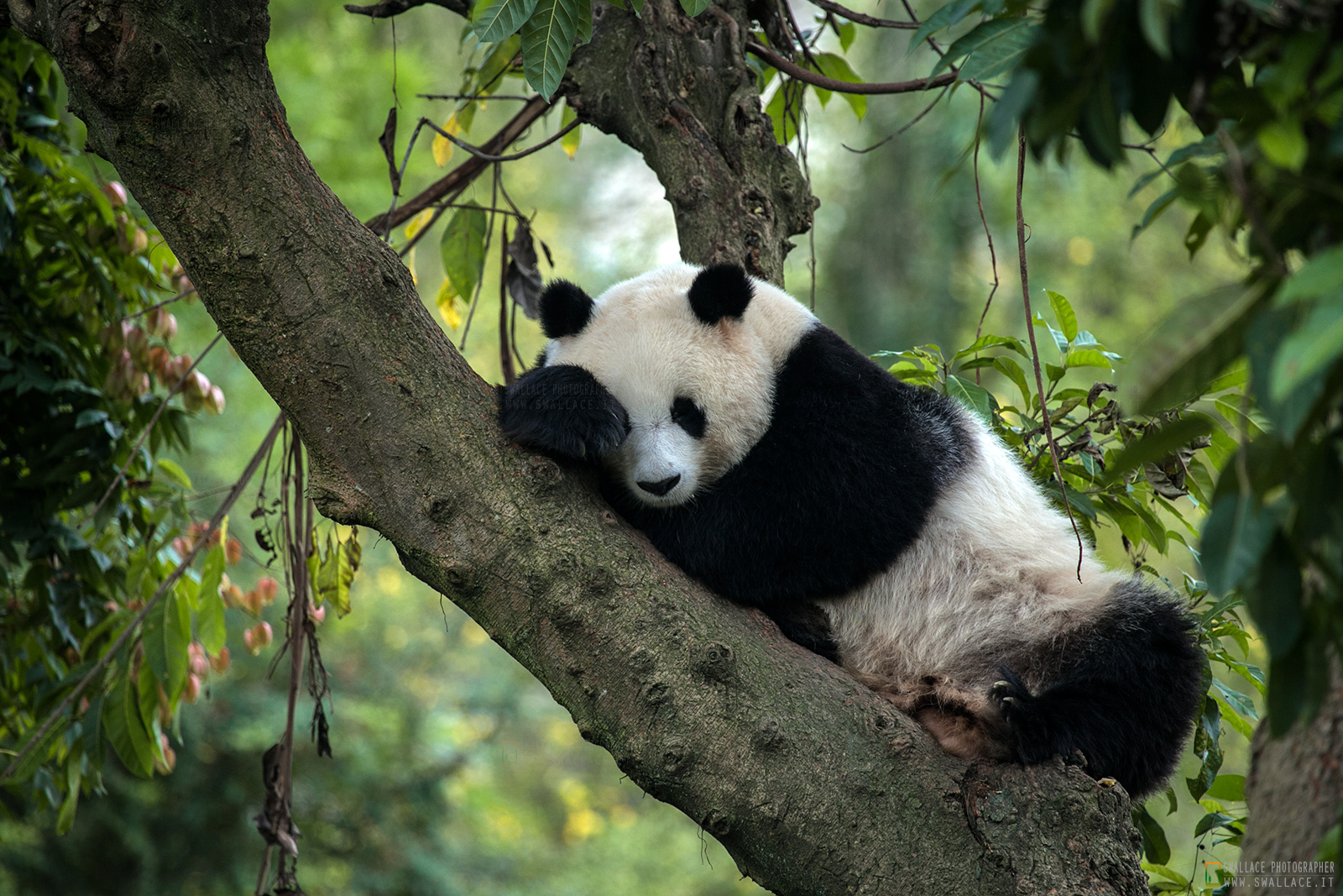 Chengdu Research Base of Giant Panda Breeding