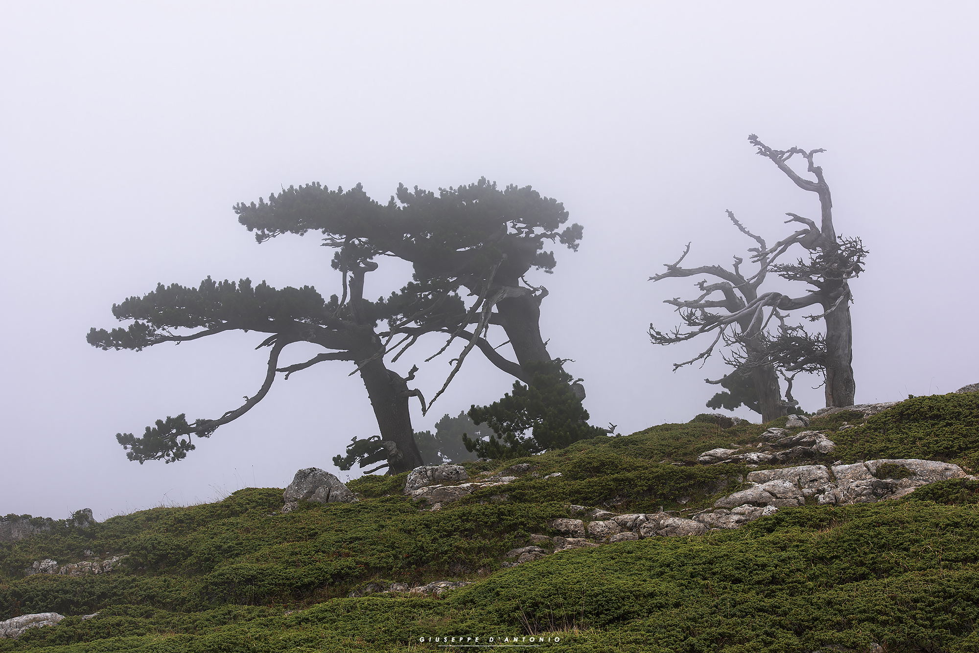 Autumn in The Pollino National Park - Pinus heldreichii