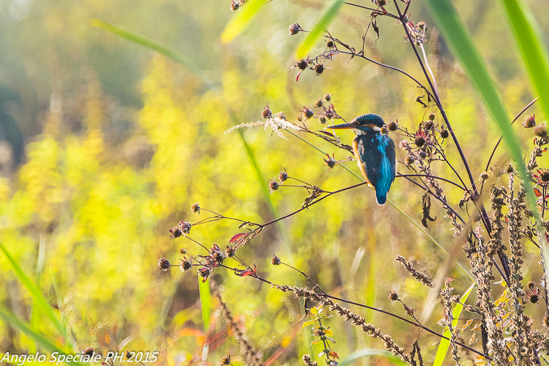 tra un tuffo e l' altro si prende il sole