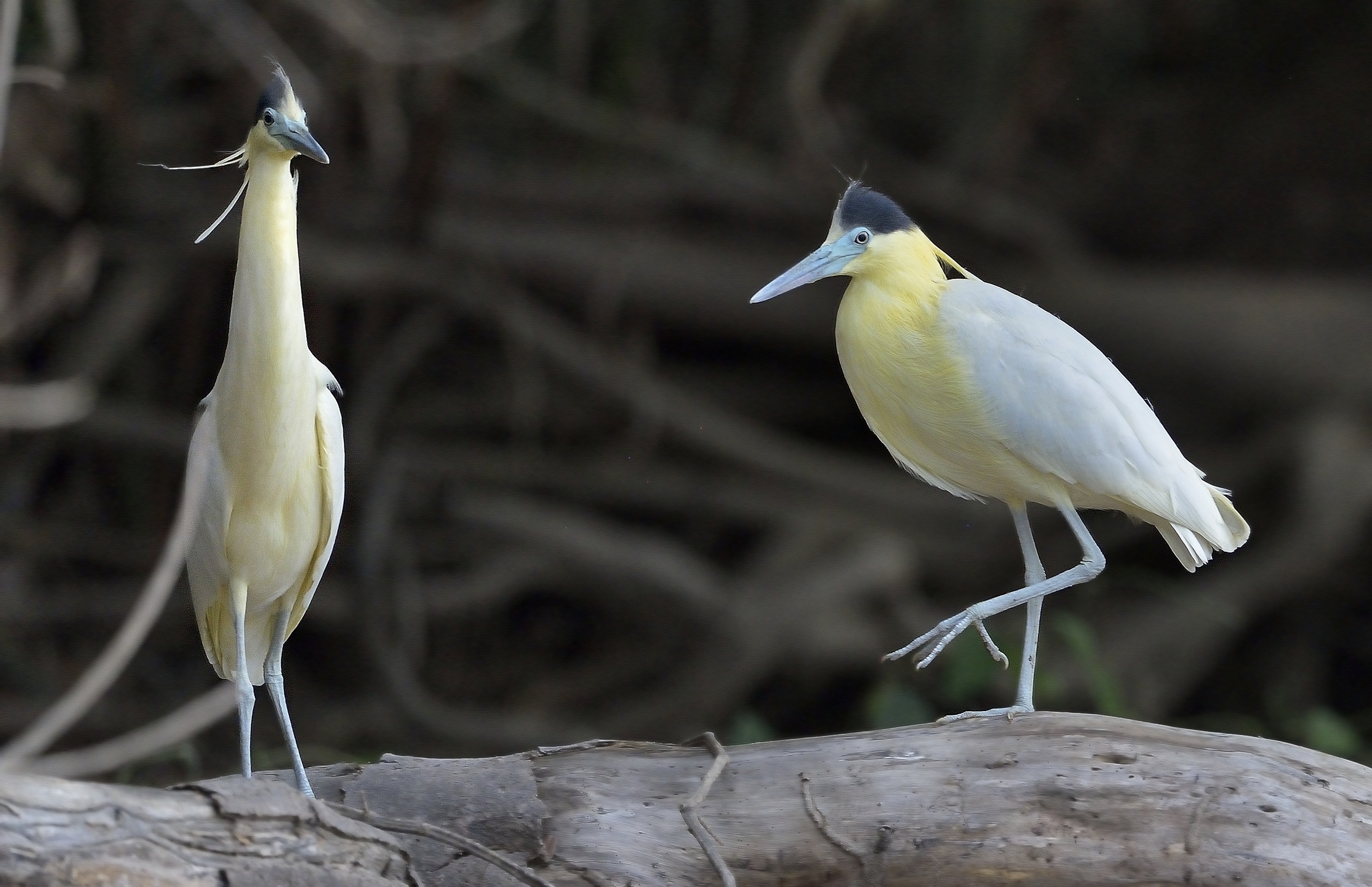 Pantanal 2015 - Aironi dal cappuccio