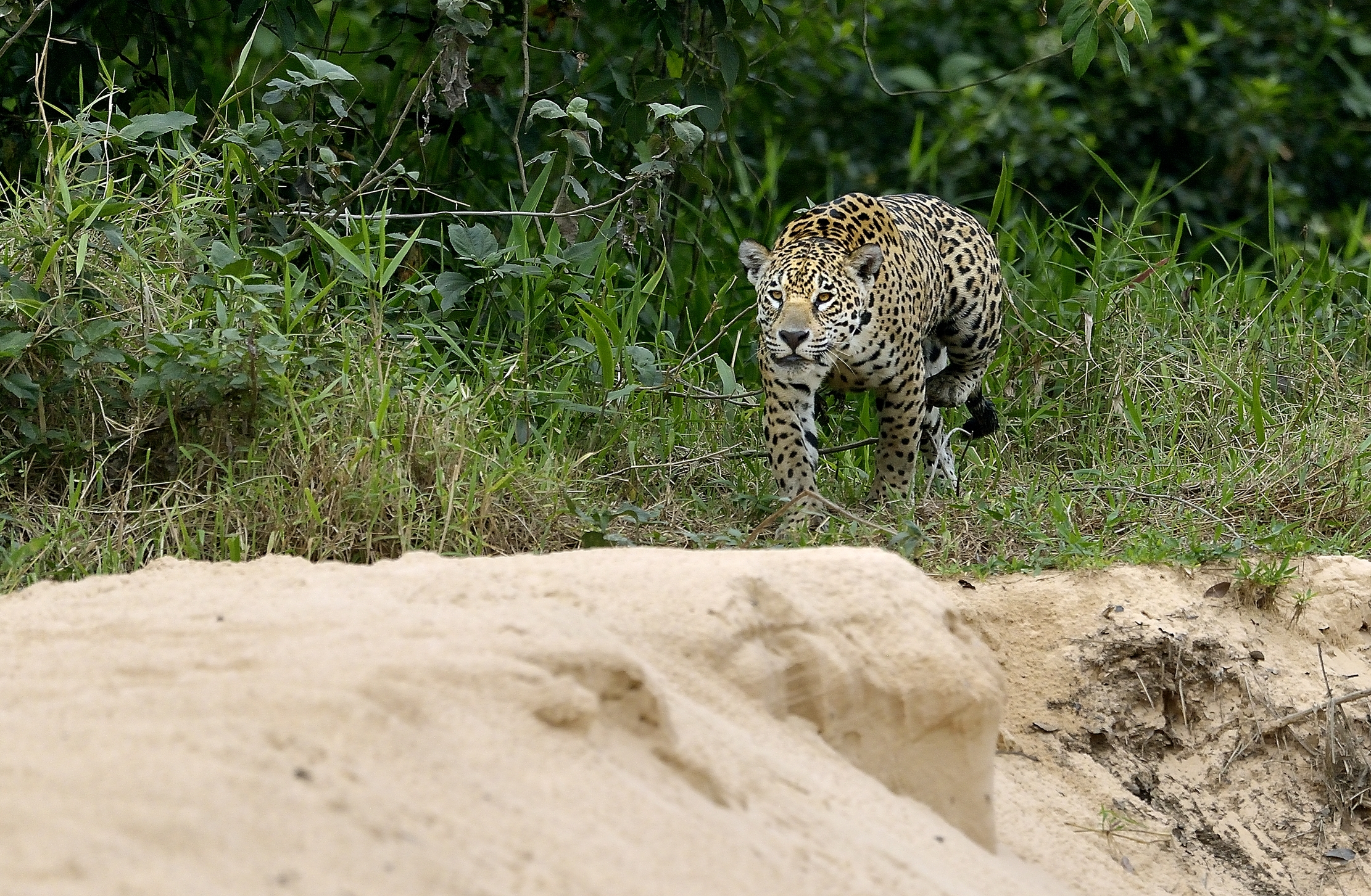 Pantanal 2015 - Jaguar