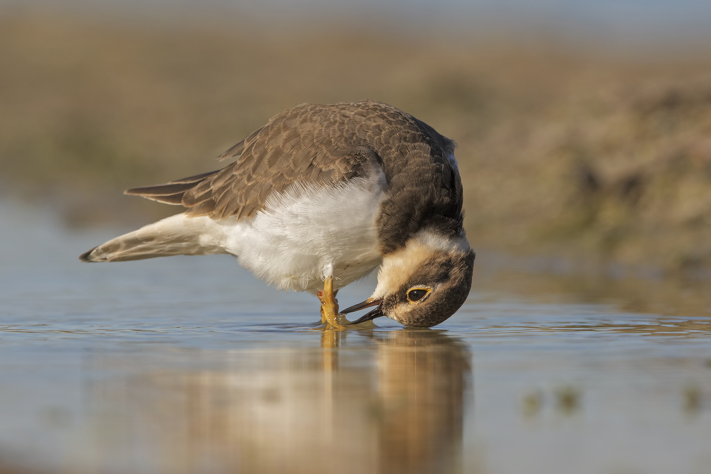 Corriere piccolo juv