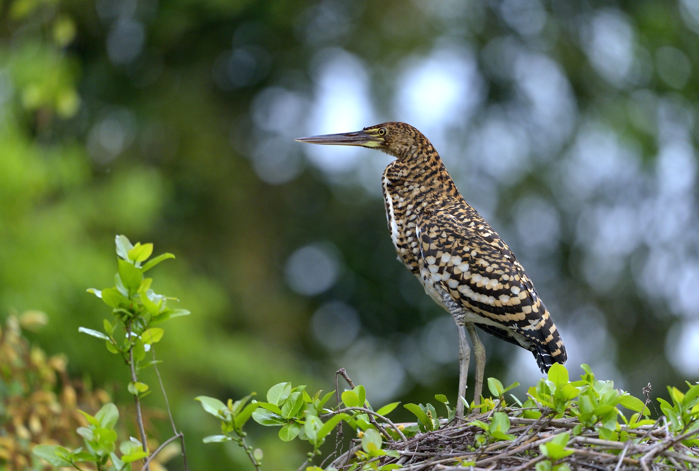 Pantanal 2015 - Airone tigrato