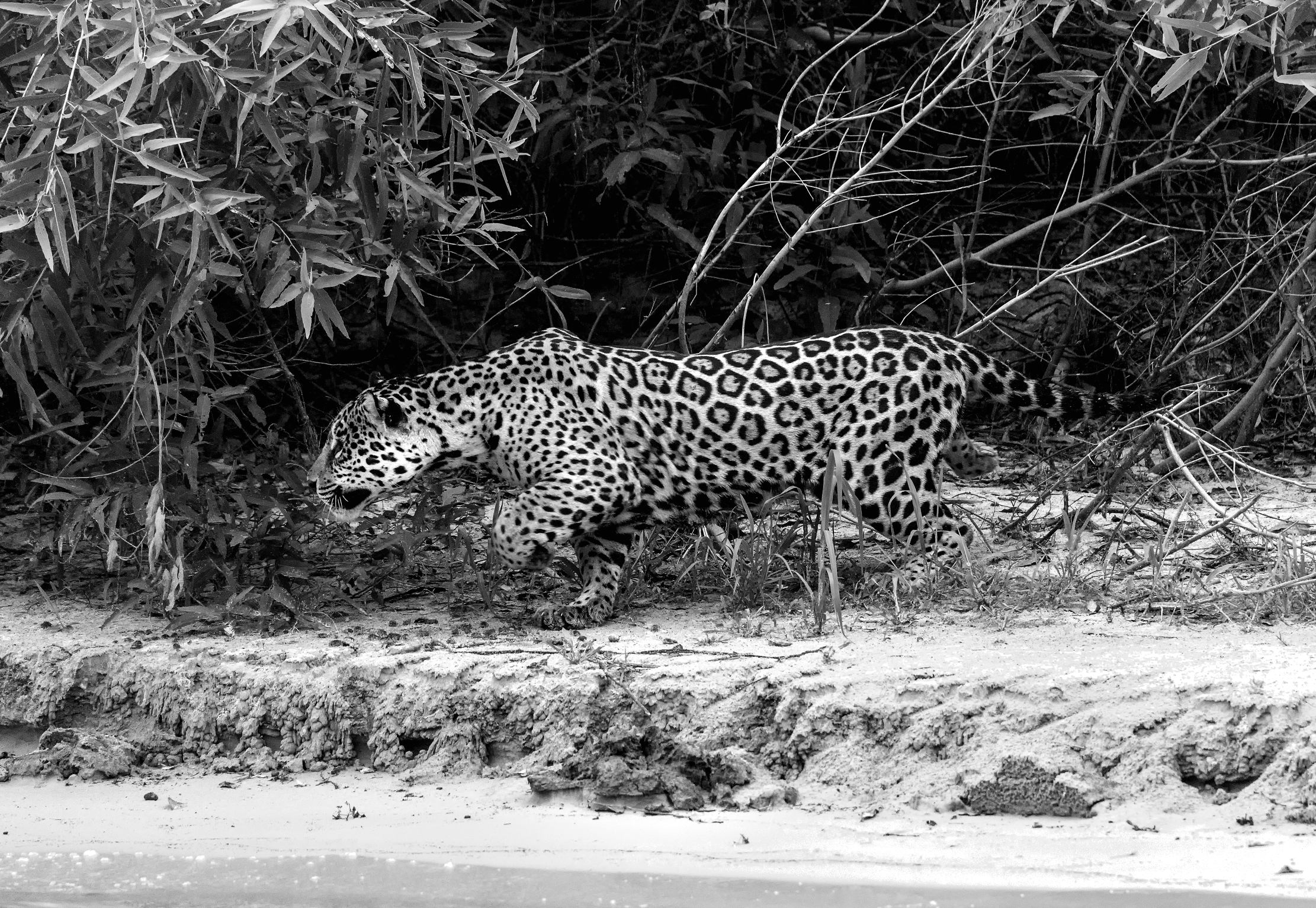 Pantanal 2015 - Jaguar B&W