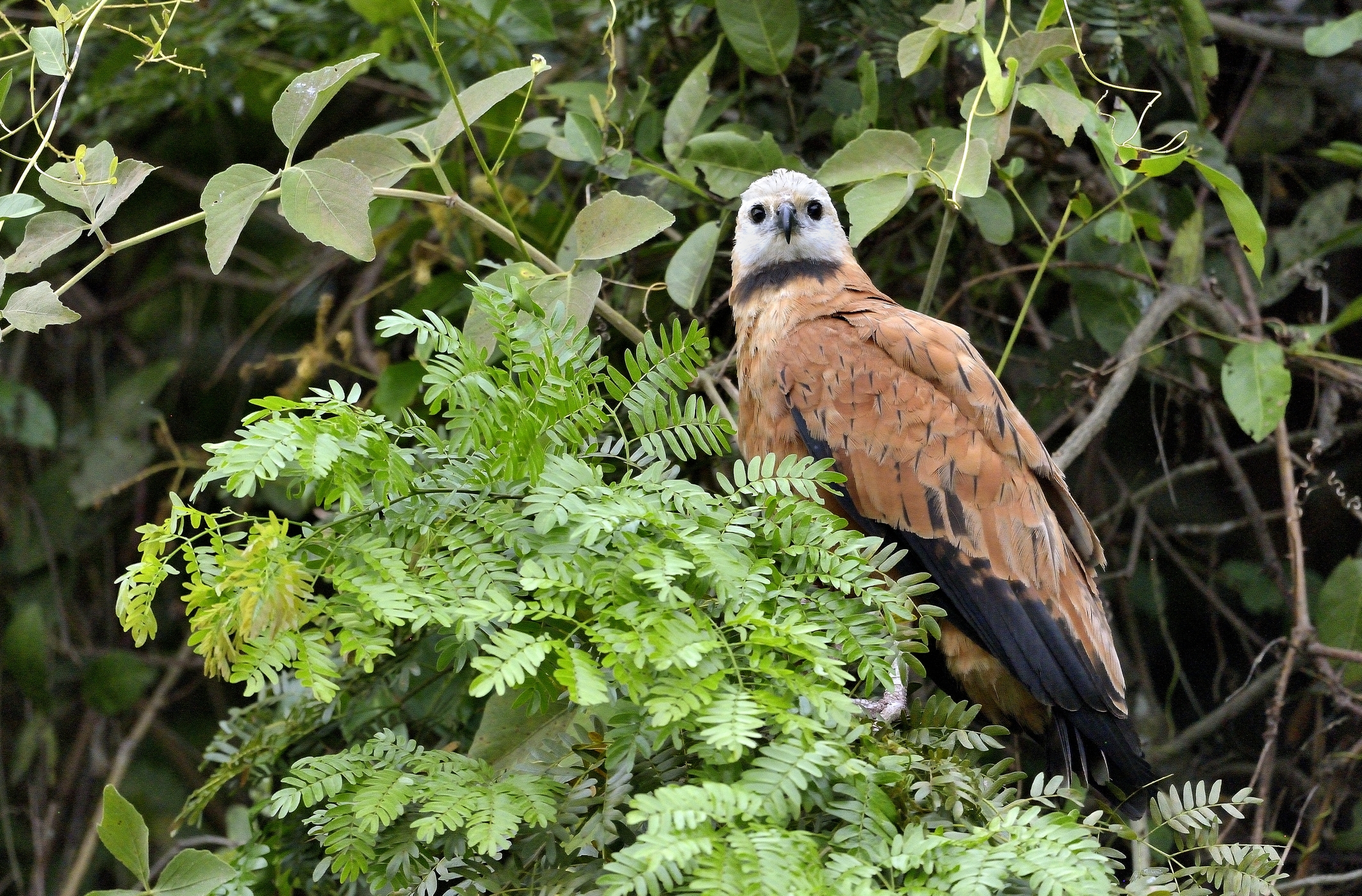 Pantanal 2015 - Poiana dal collare nero
