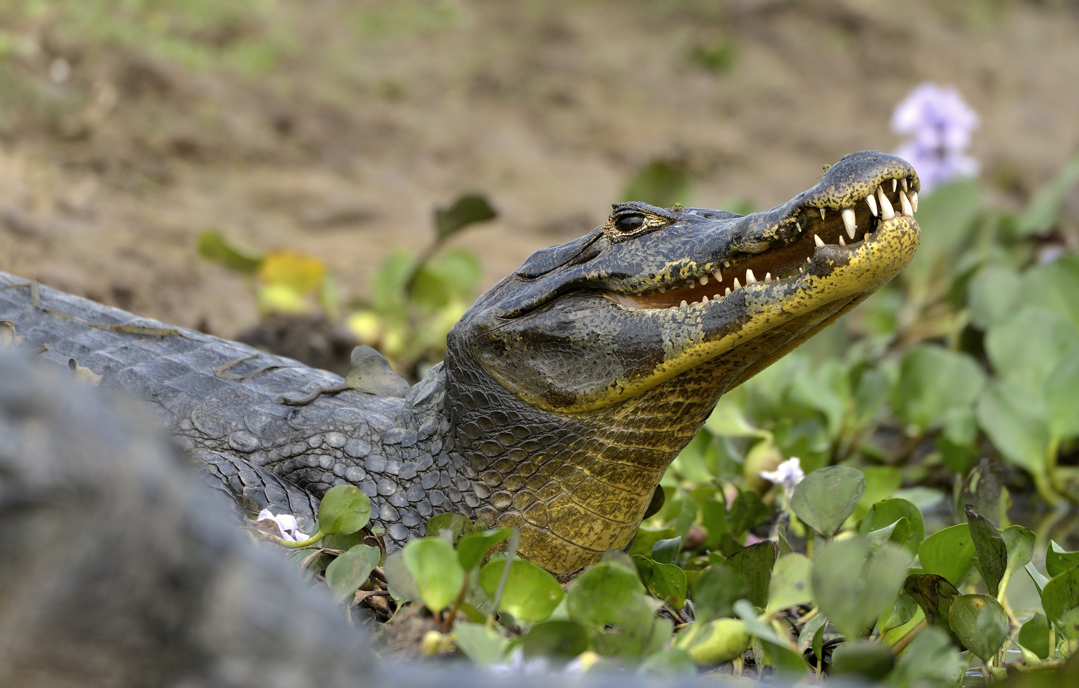 Pantanal 2015 - Caiman