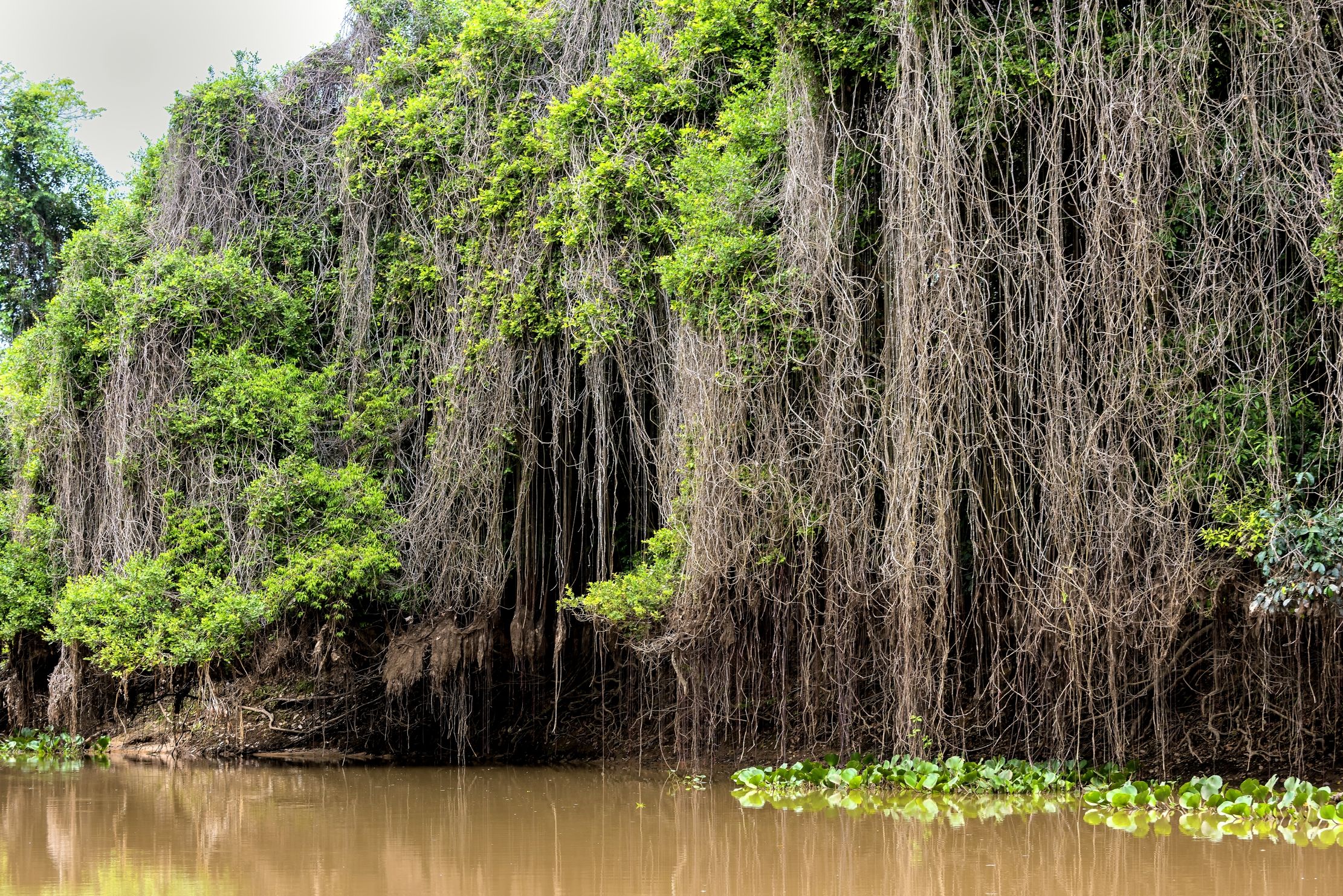 Pantanal 2015 - Sui canali del Cuiabà