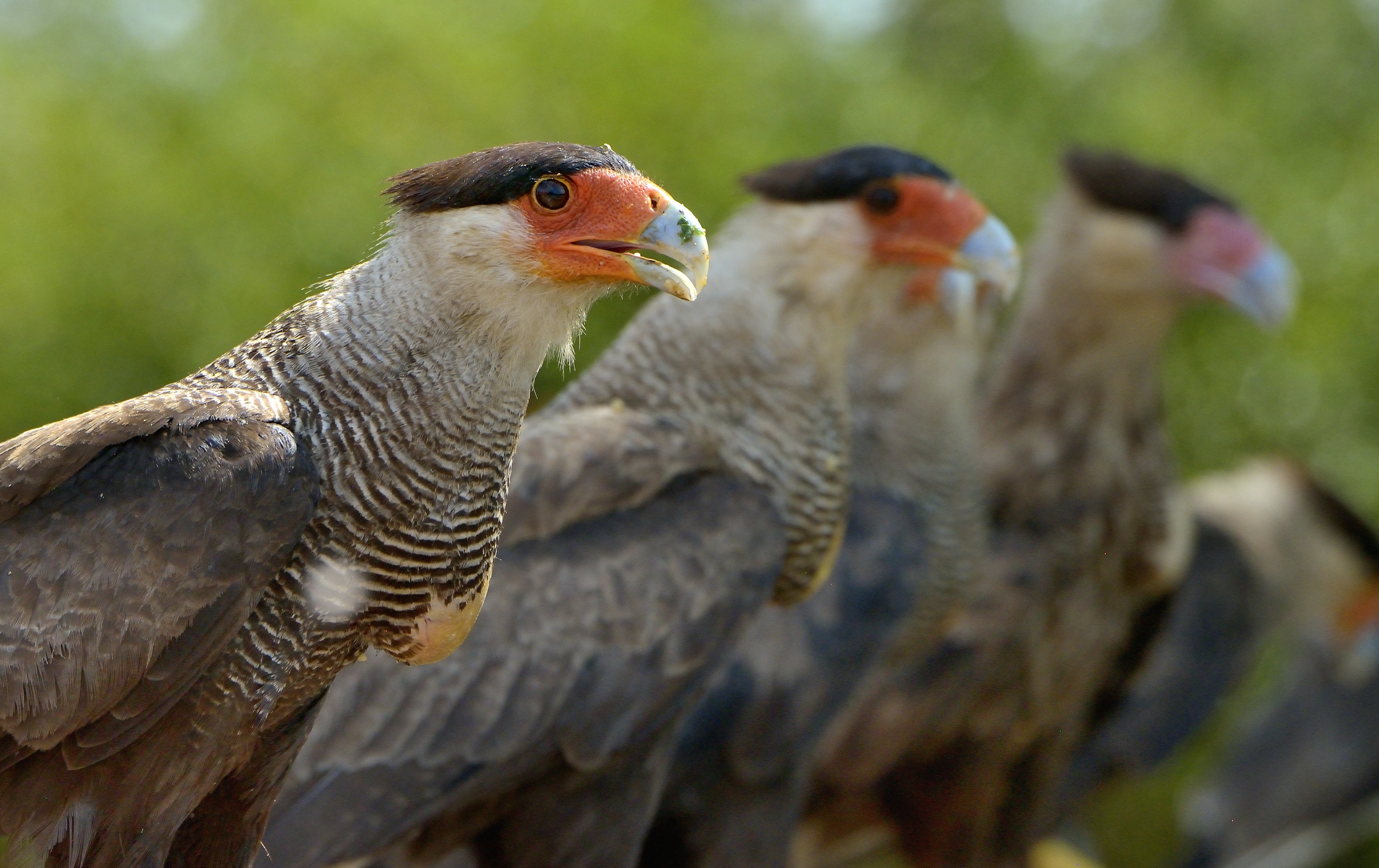 Pantanal 2015 - Kara Kara