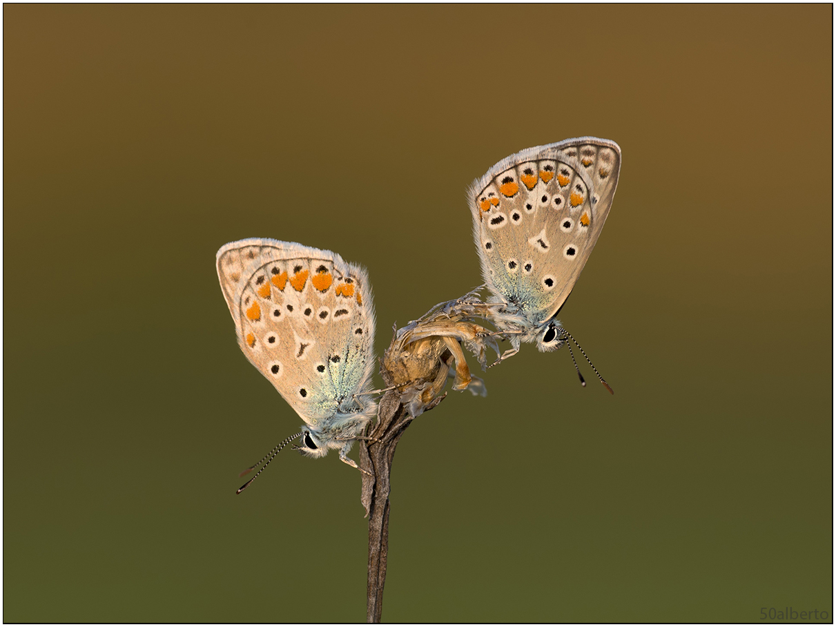 polyommatus icarus