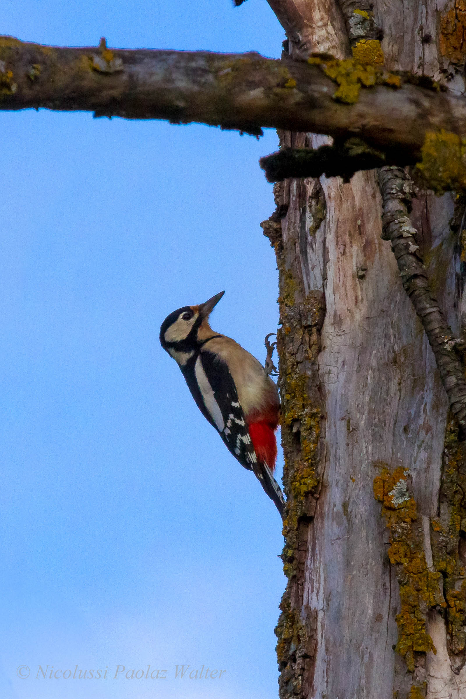 Woodpecker