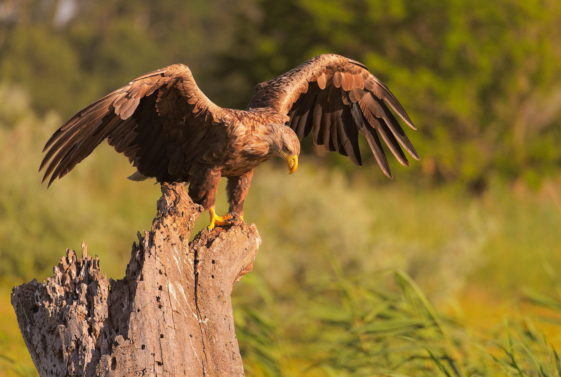 aquila di mare (Haliaeetus Albicilla)