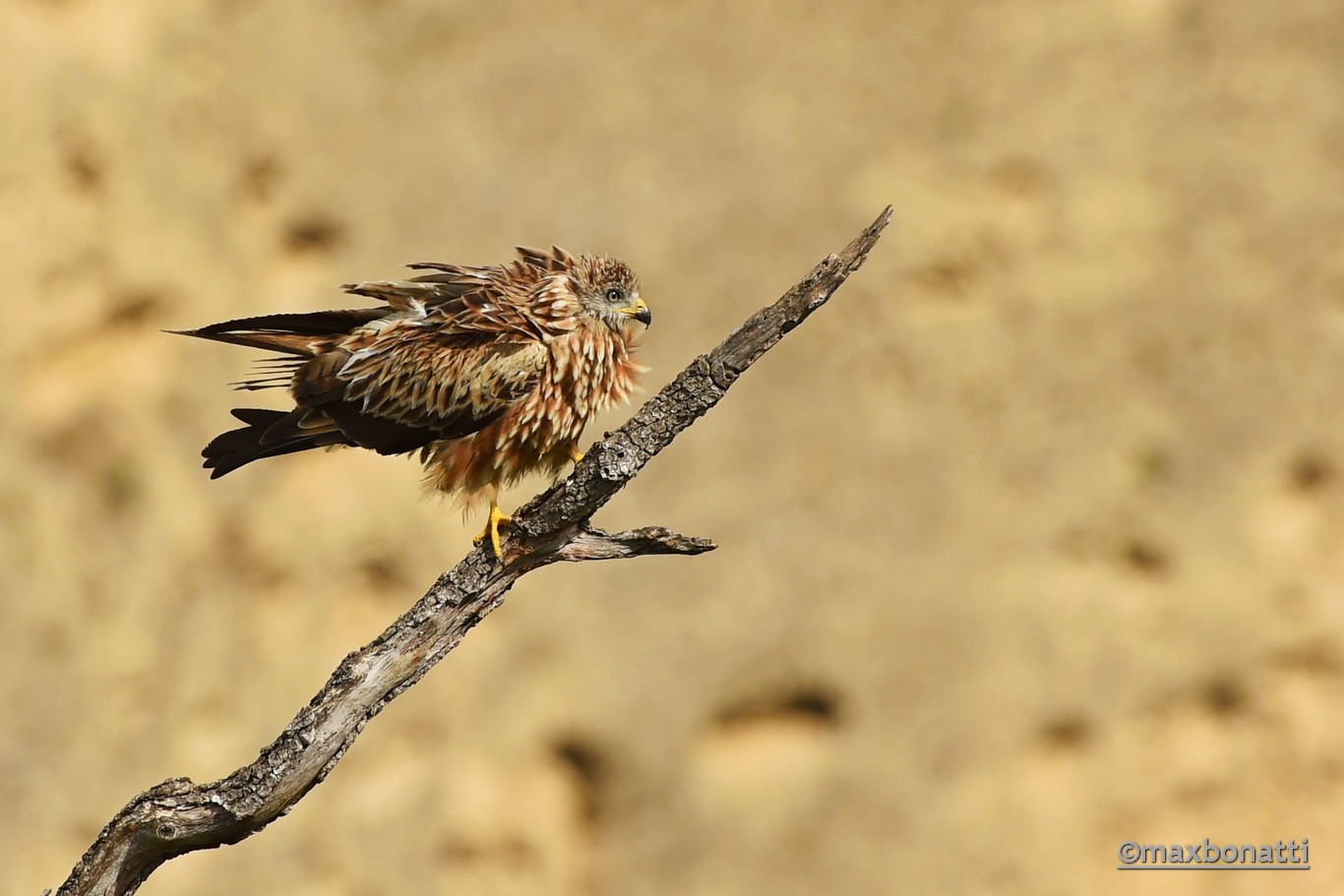 Red Kite juv. (Red Kite)