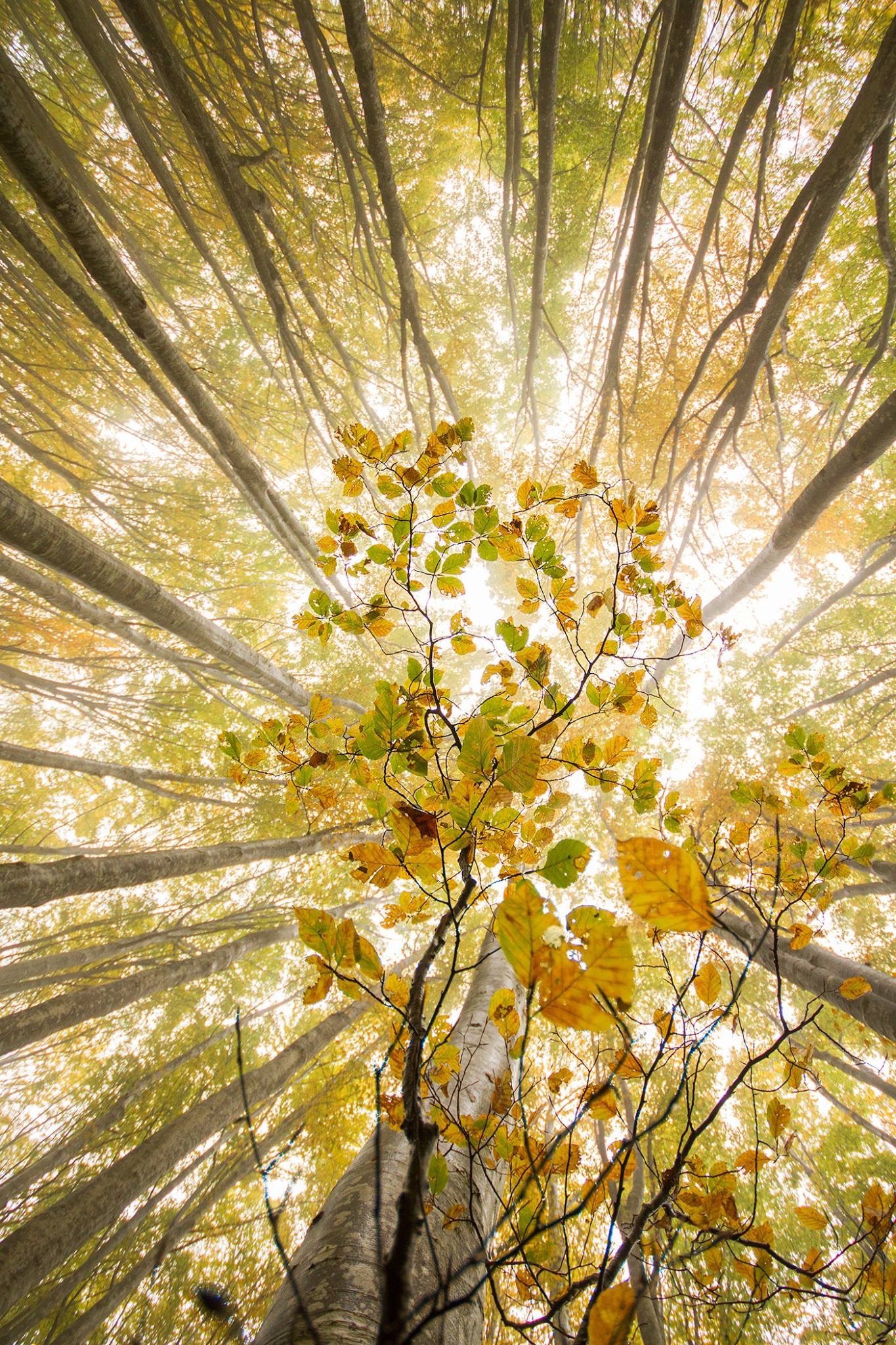 Autumn leaves - Parco Nazionale Foreste Casentinesi