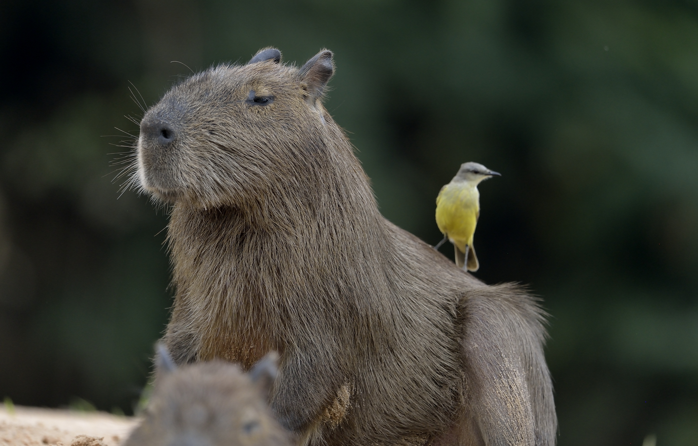 Pantanal 2015 - Capibara