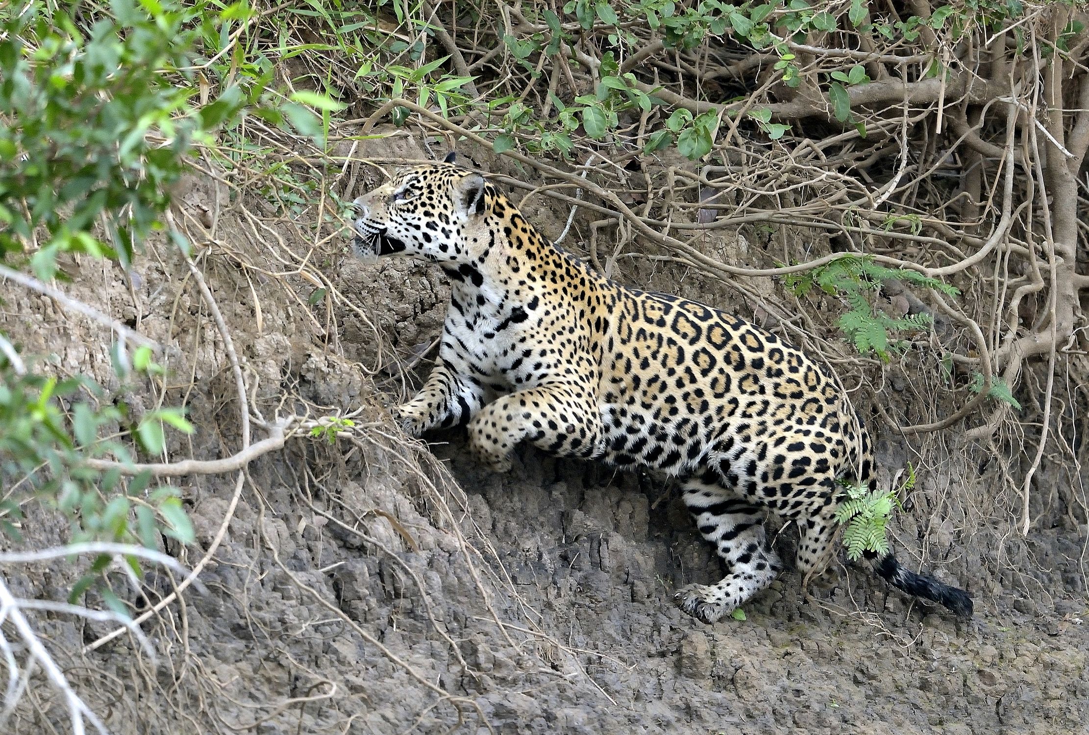 Pantanal 2015 - Jaguar